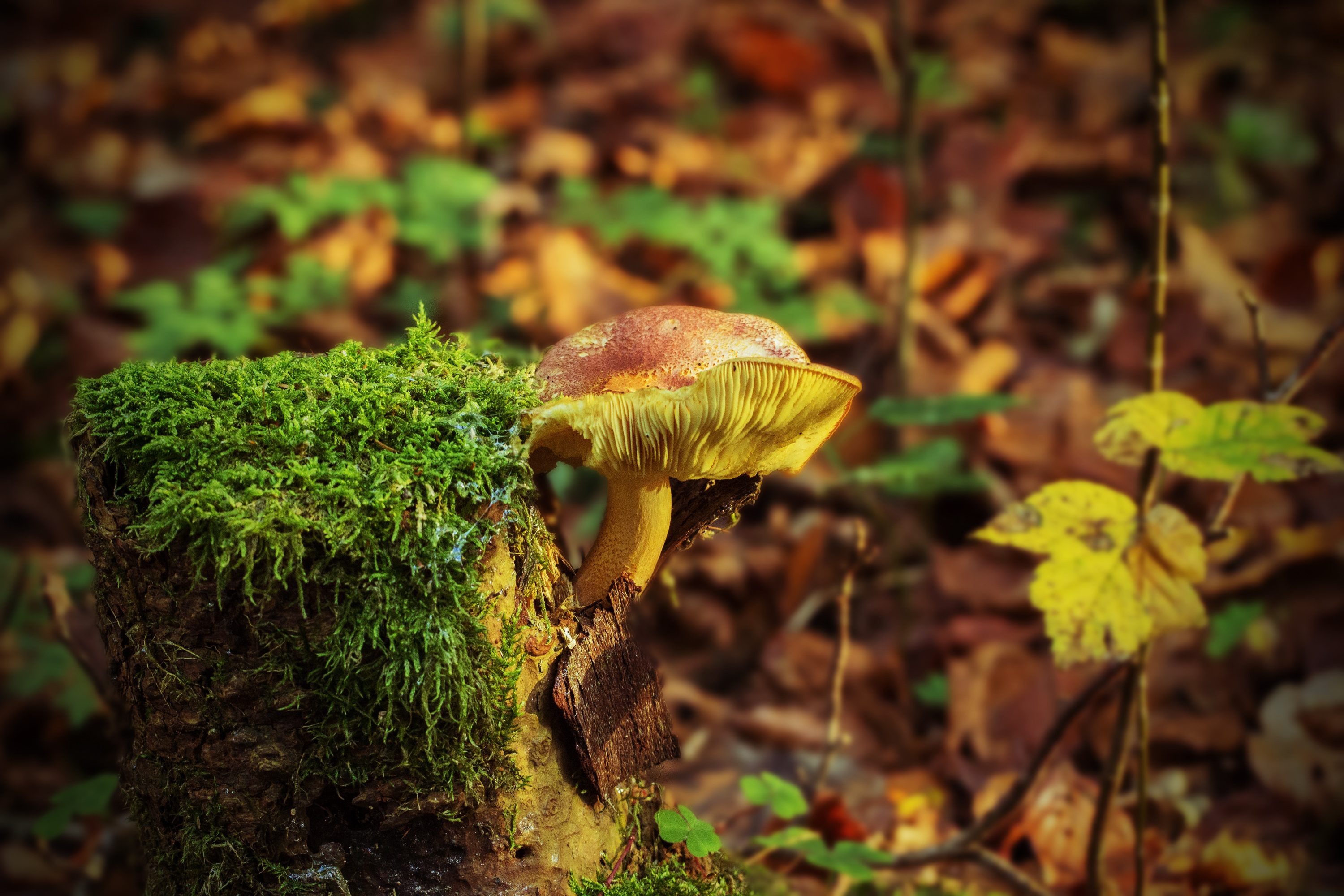 Free photo A mushroom growing from a tree stump