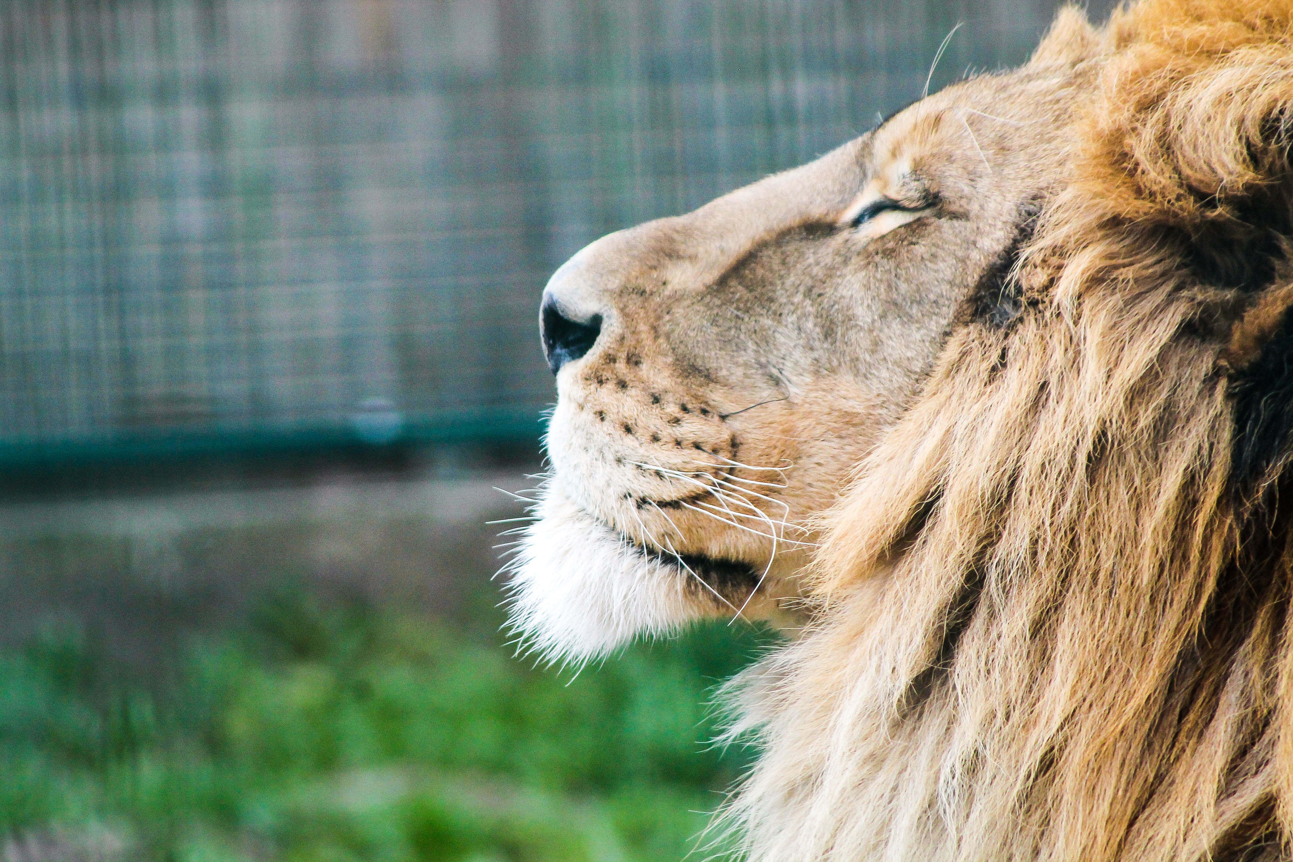 Free photo A lion with a big mane lounging in the sun.