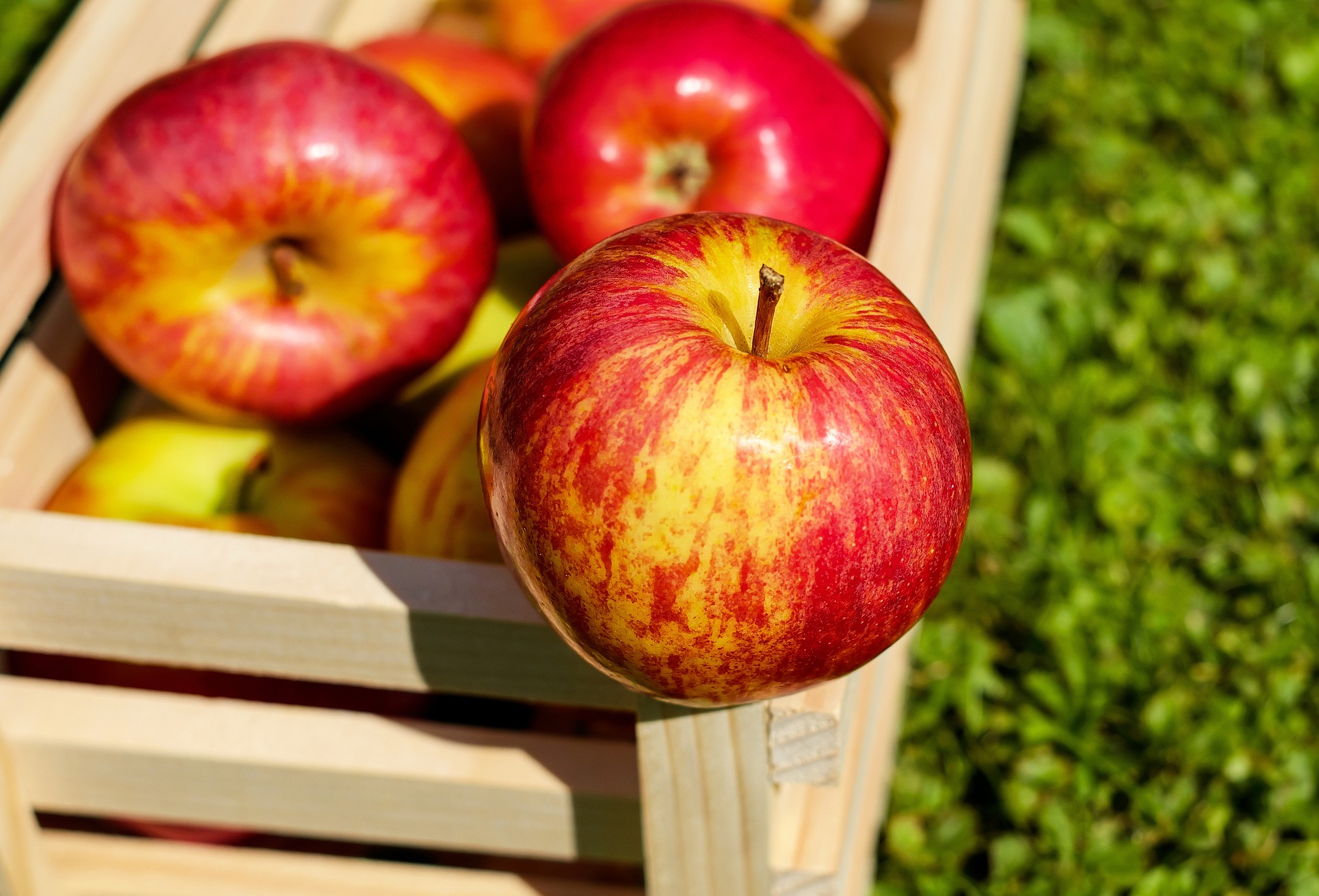 Обои яблоко фрукты урожай на рабочий стол