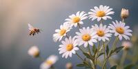 Пчела, летящая над белыми ромашками в воздухе