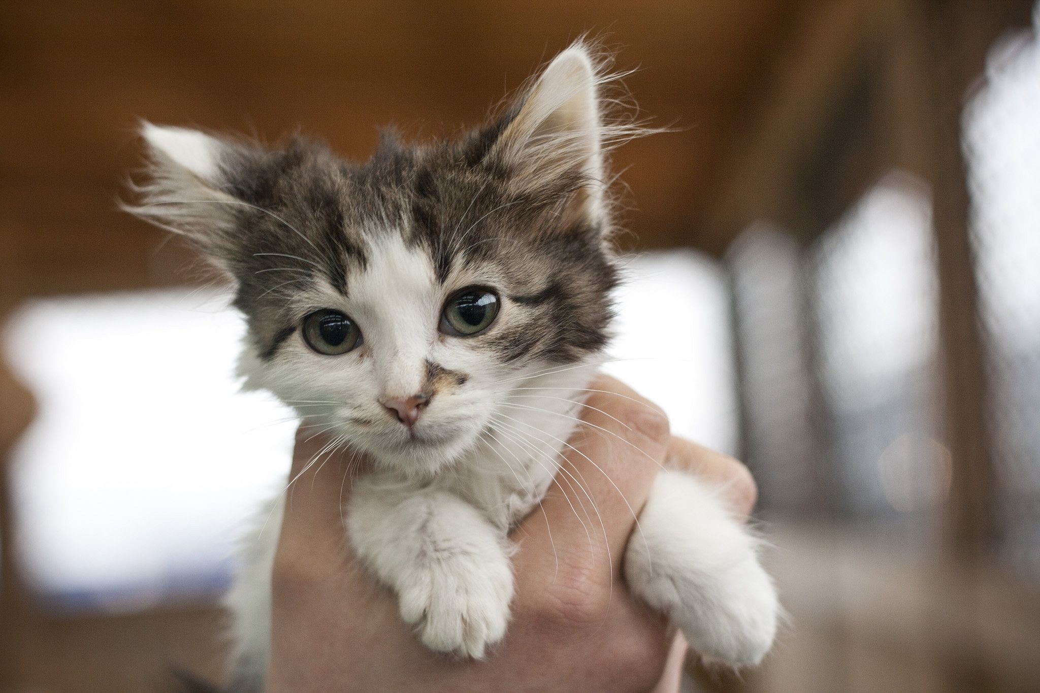 Free photo A stray kitten in human hands.