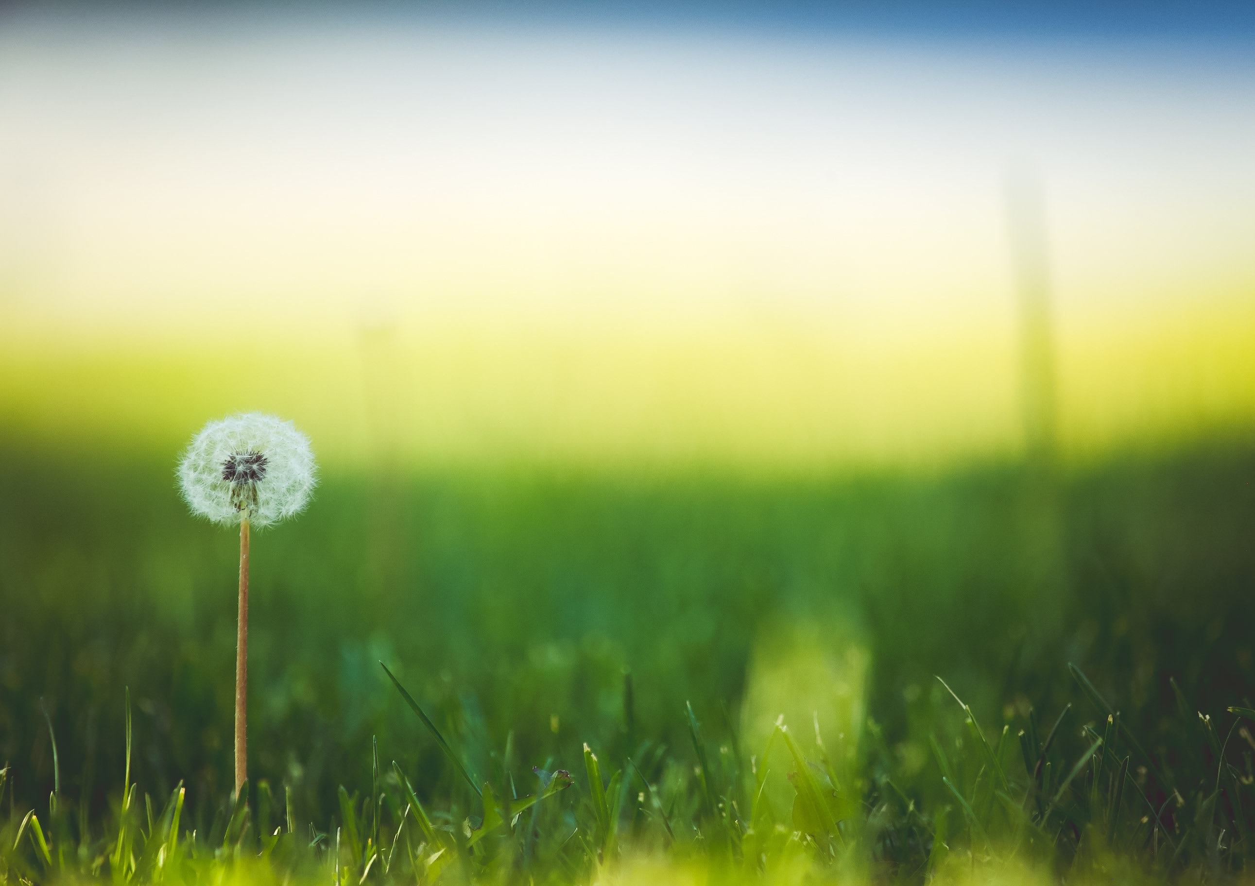 Free photo A lonely dandelion with parachutes.