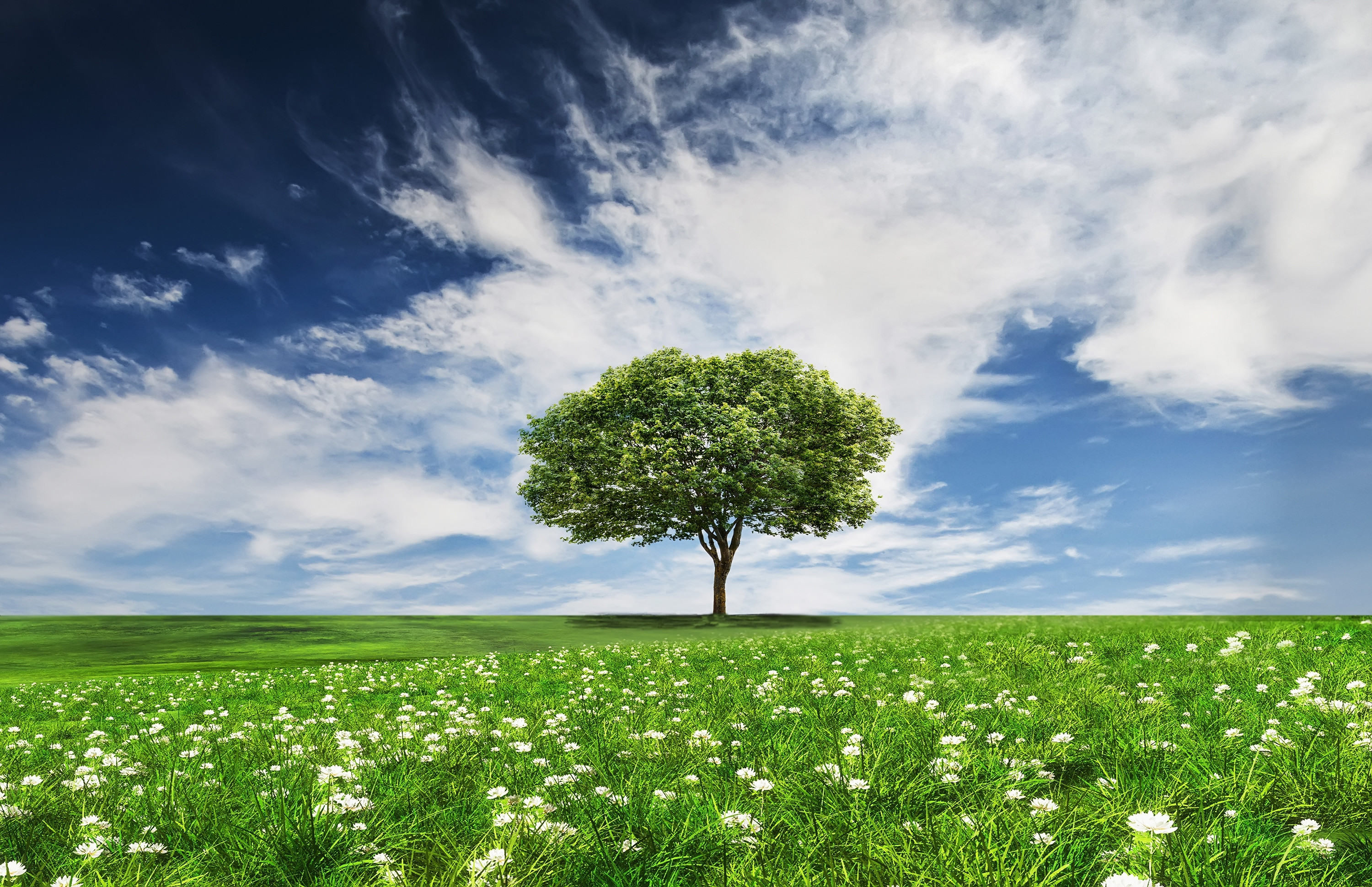 Free photo Beautiful wallpaper tree, field on the phone