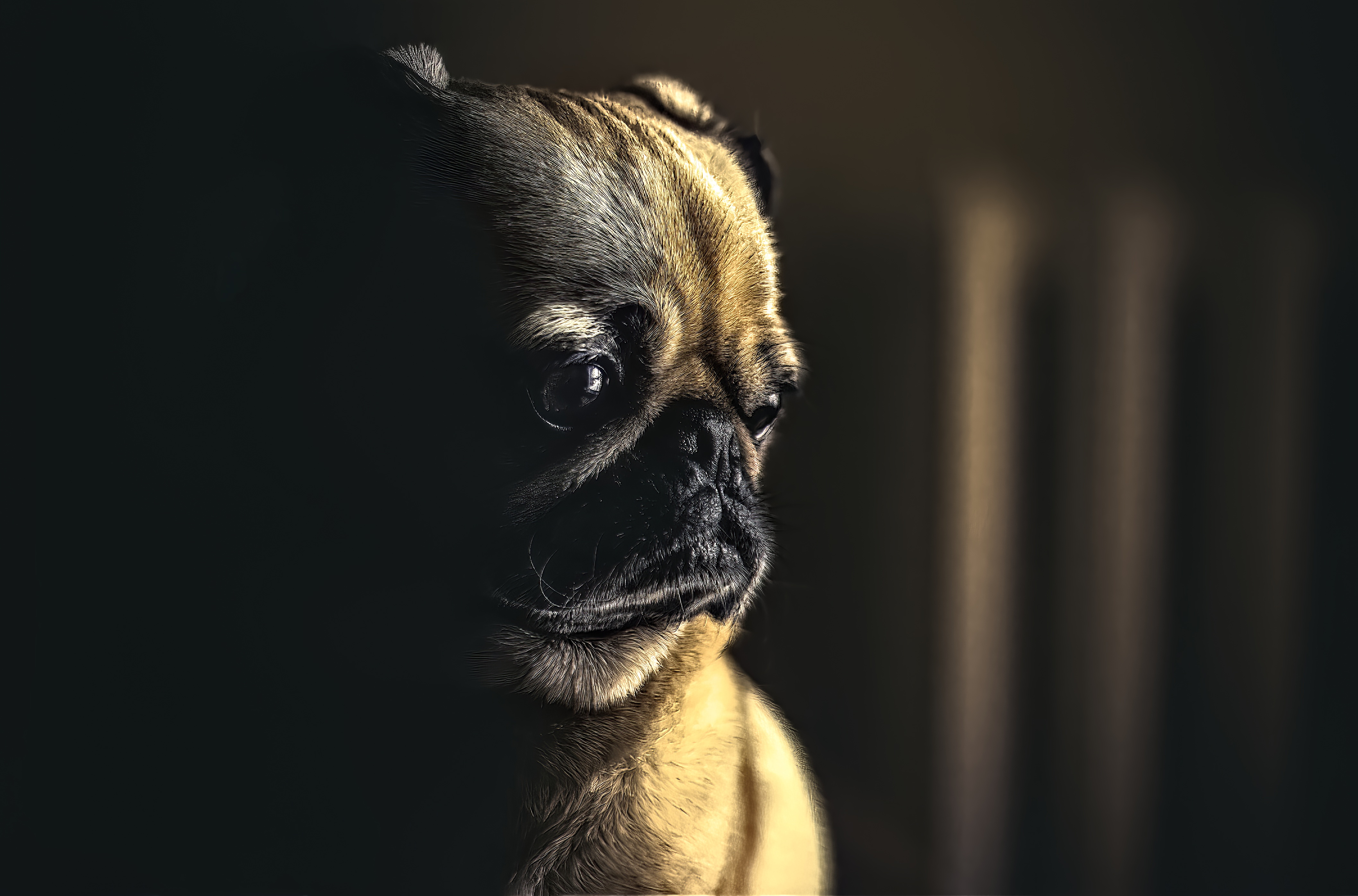 Бесплатное фото Грустный мопс задумался