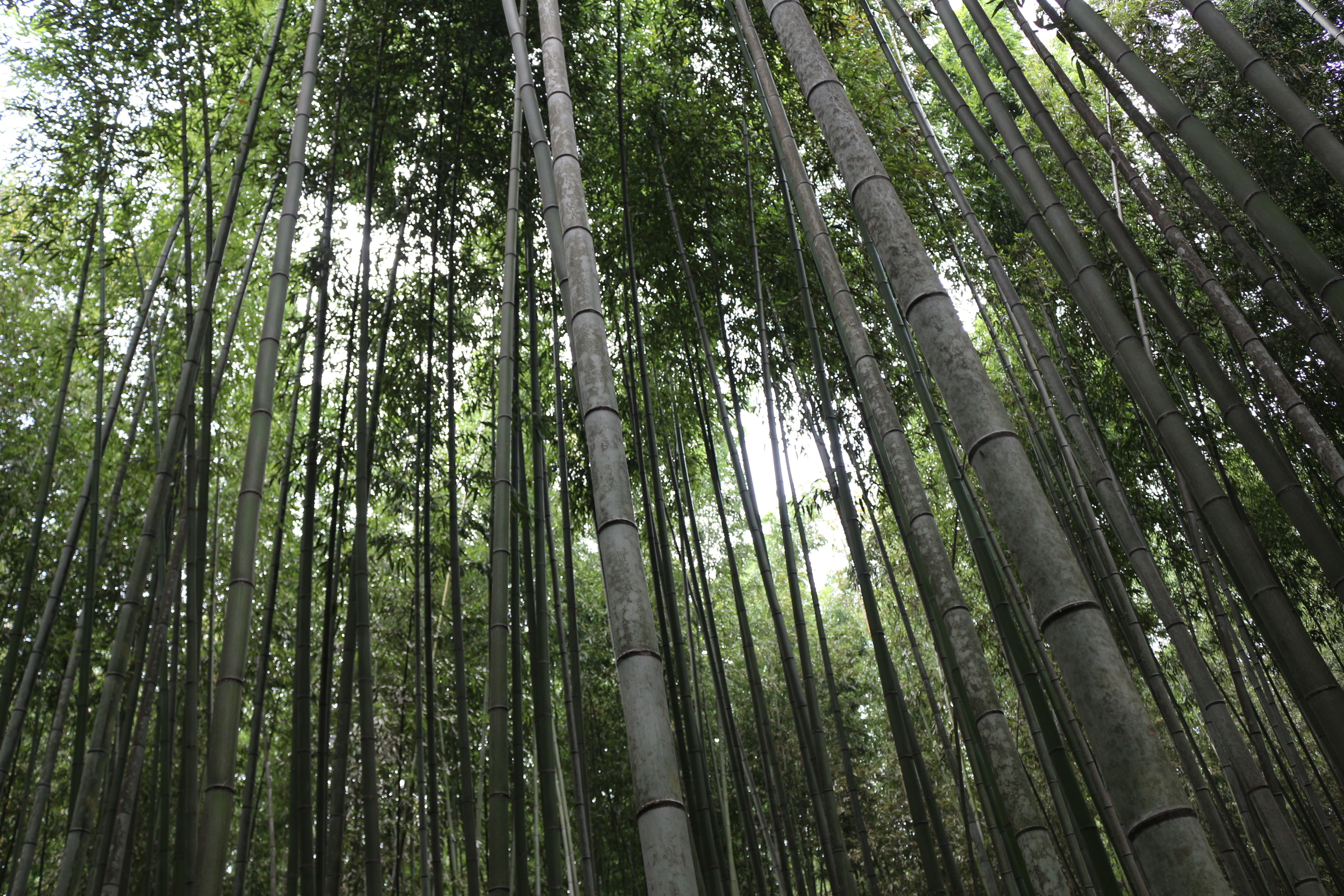 茂密的竹林