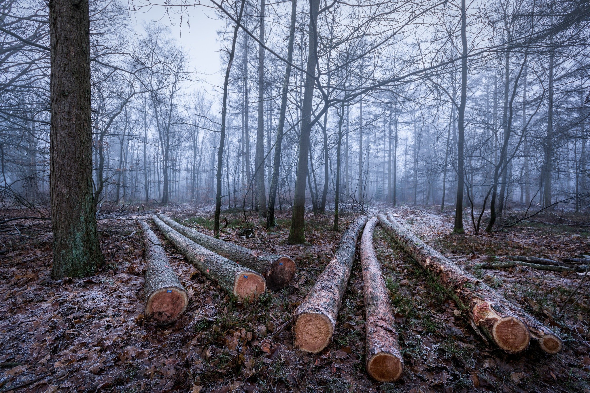 Free photo The old forest in the fog