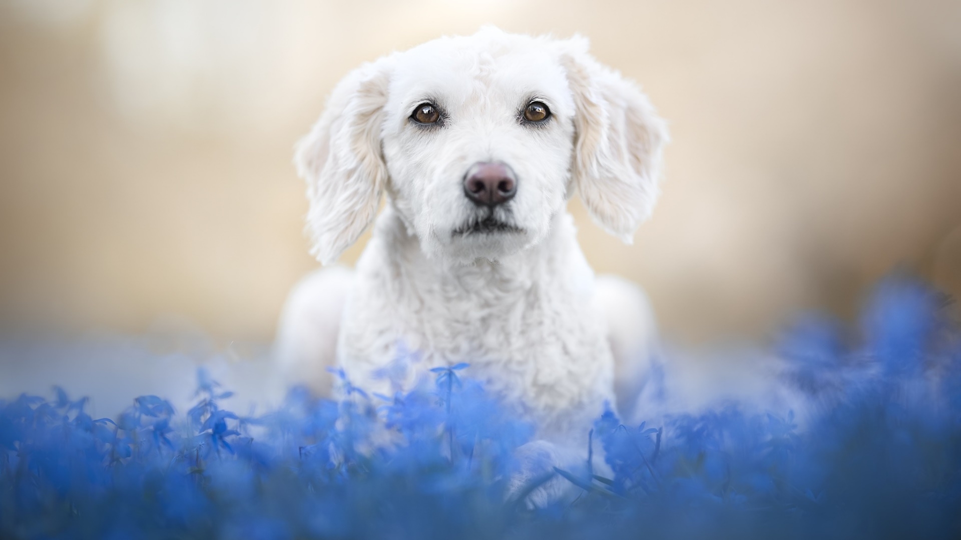 Free photo White curly-haired dog