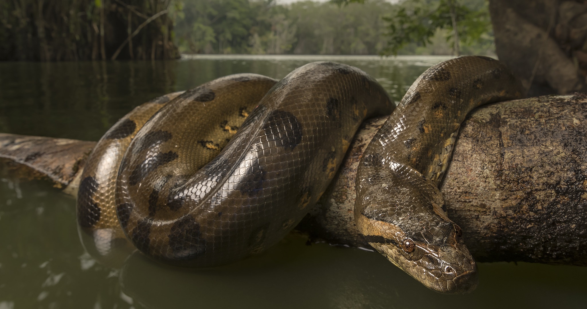 Wallpapers wallpaper anaconda animales a lake on the desktop