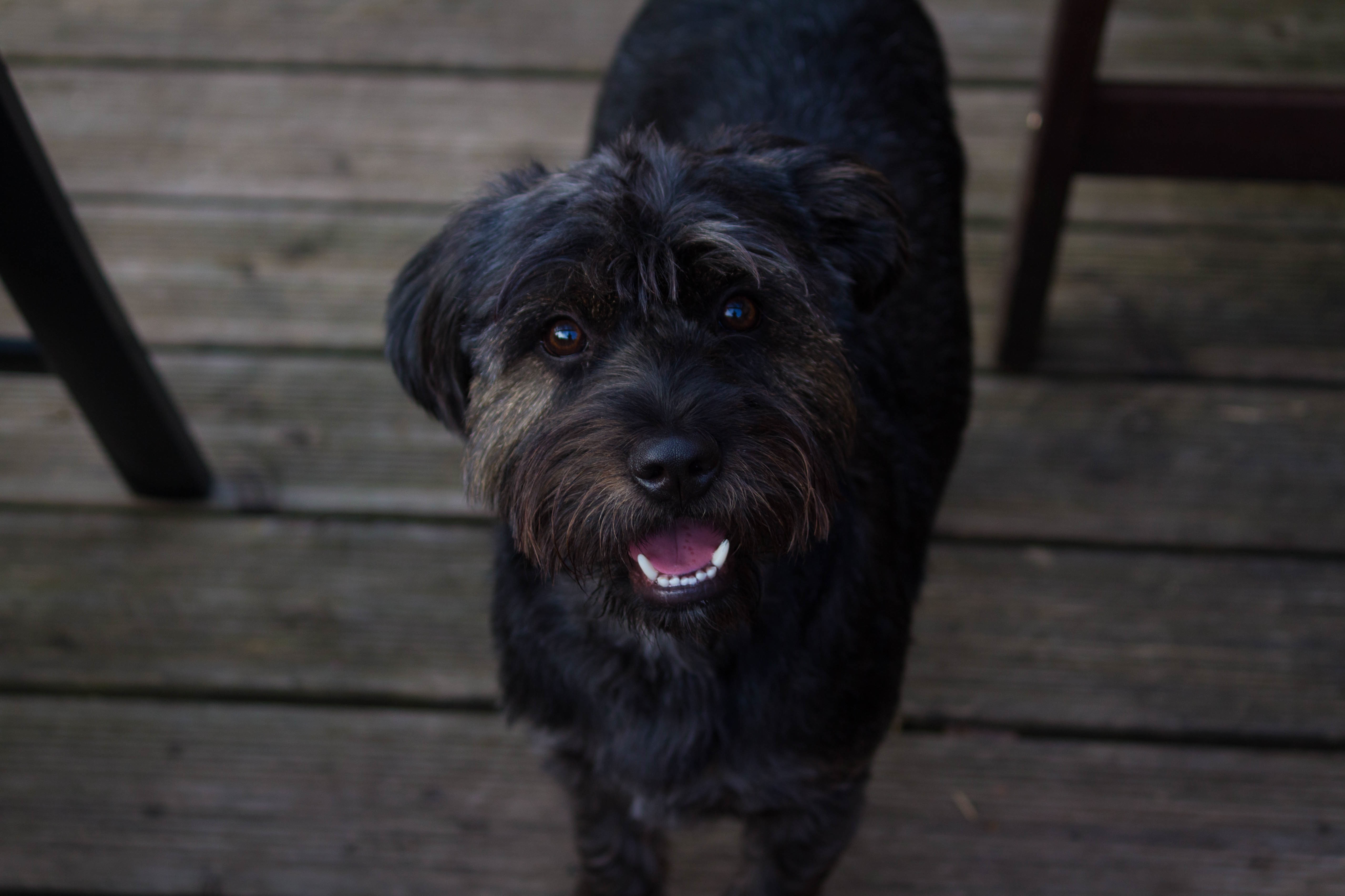 Free photo A black curious dog