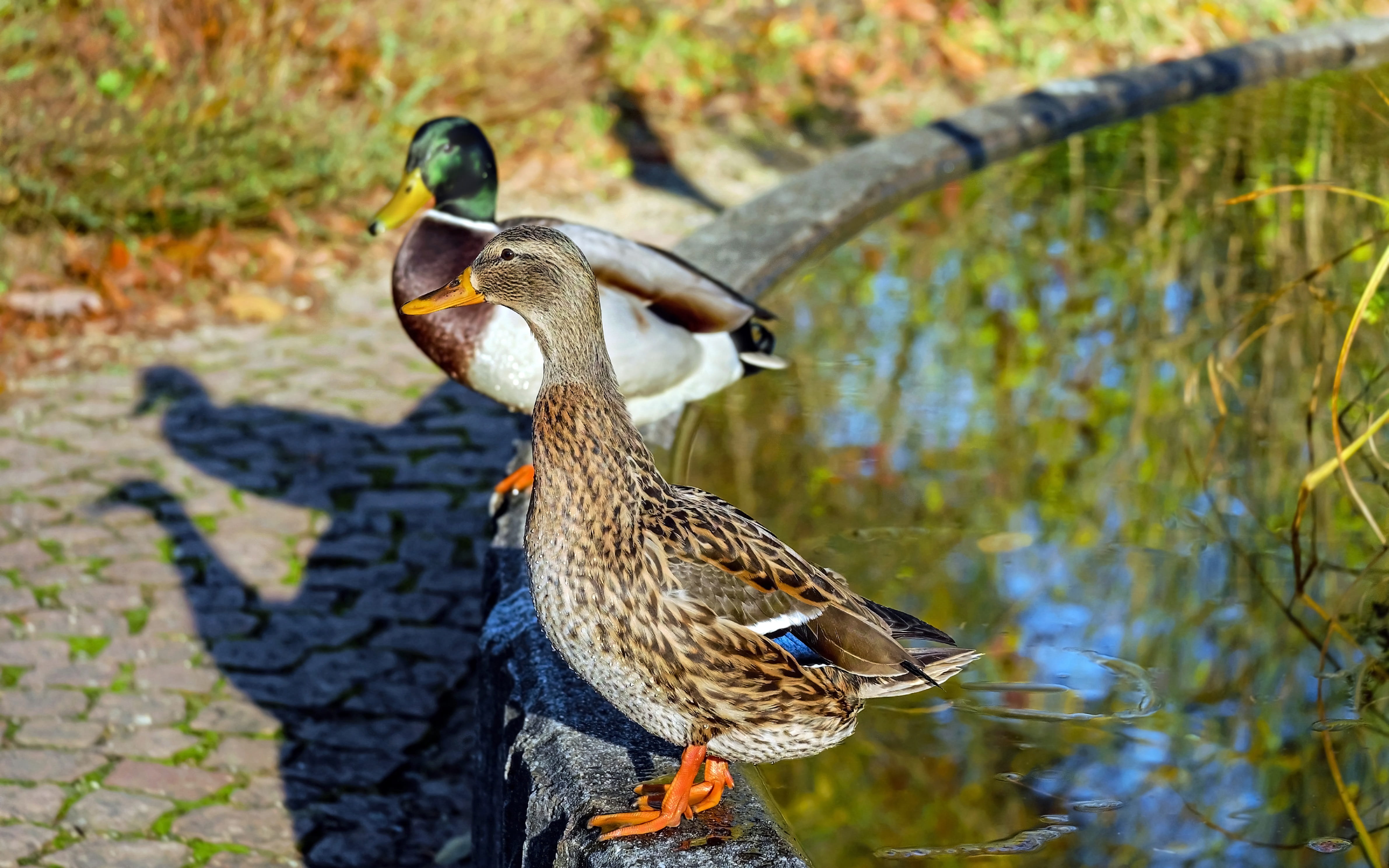 Wallpapers ducks stand shade on the desktop