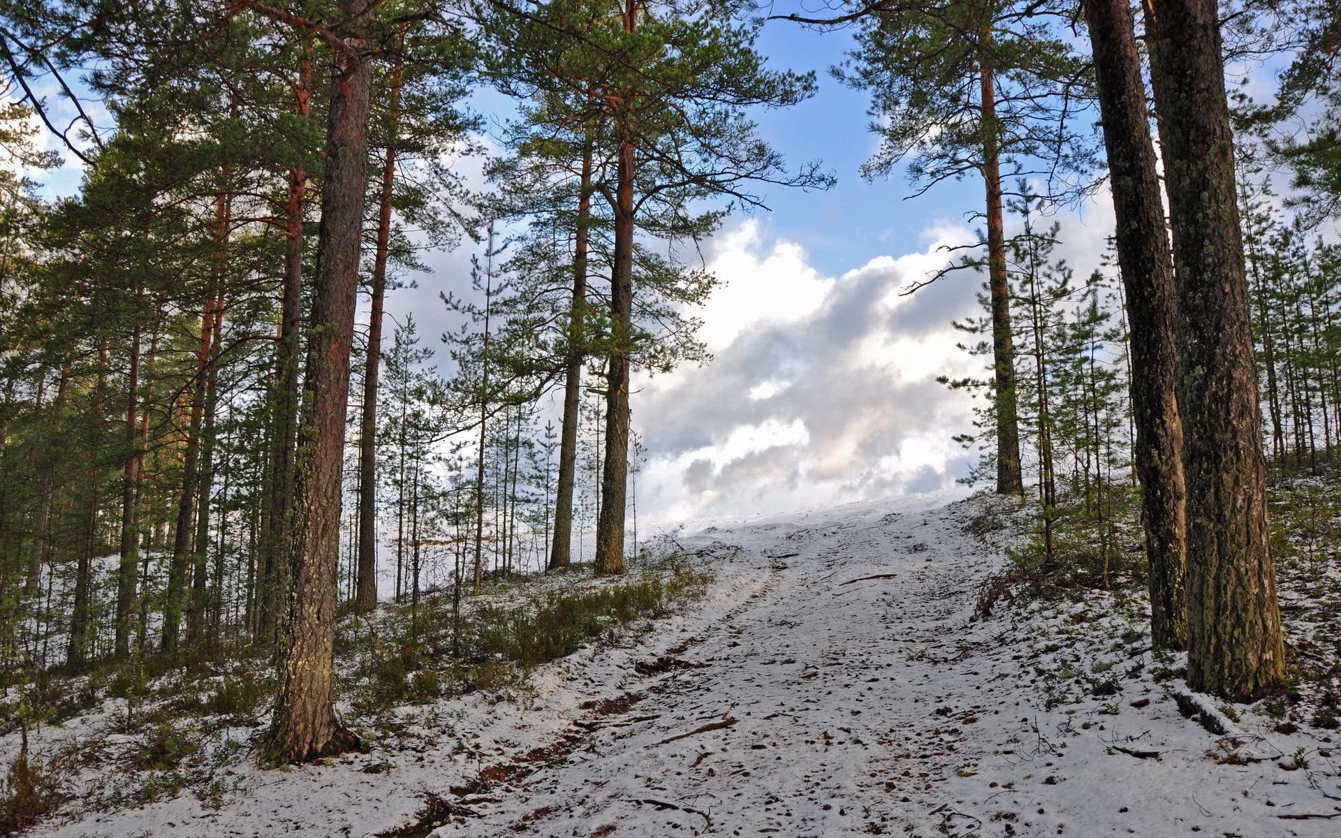 Free photo The first snow on a hill in a coniferous forest