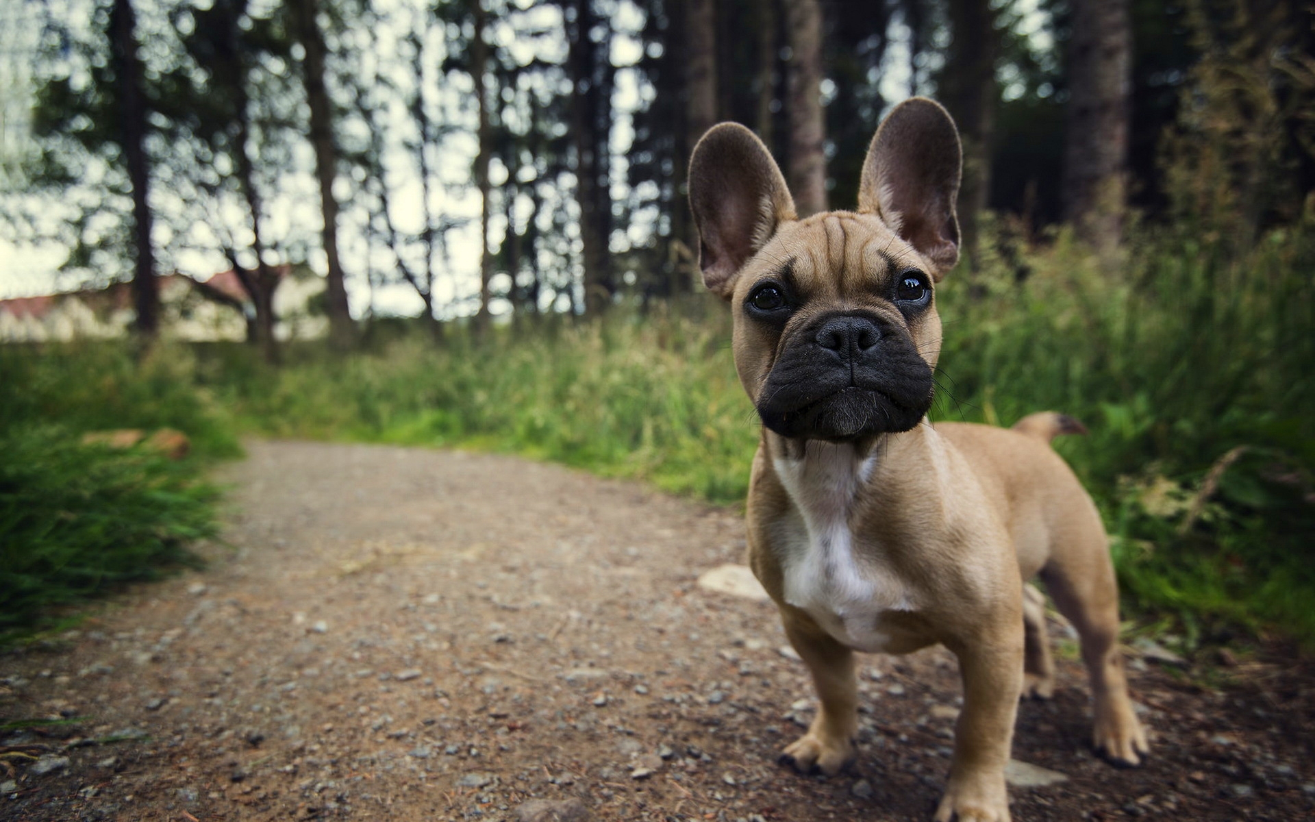 Free photo Surprised French bulldog