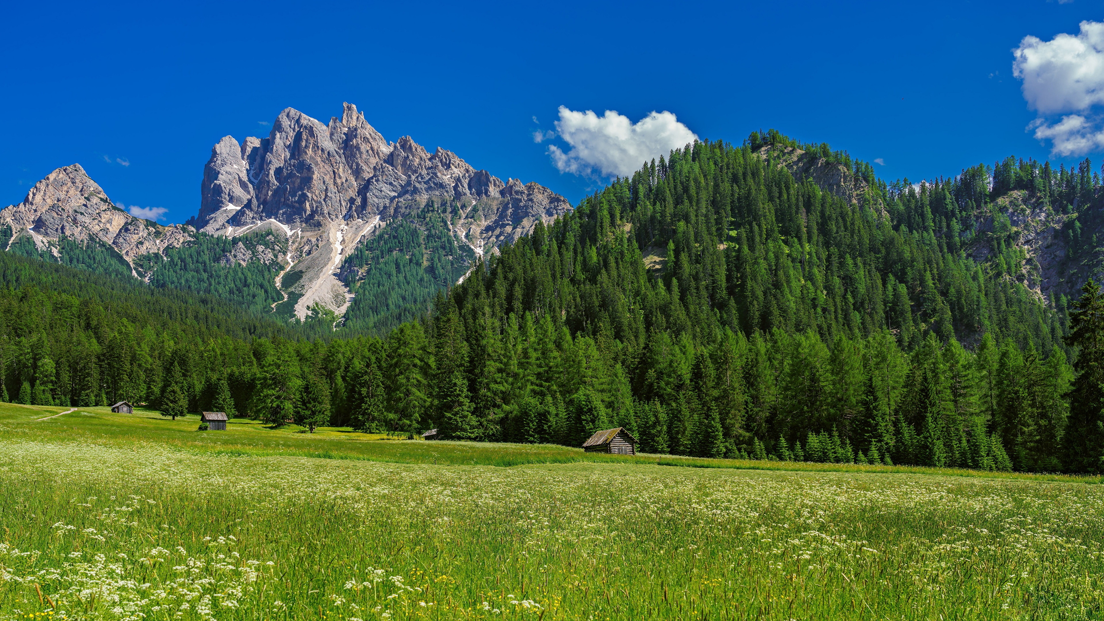 Beautiful field in the italian alps