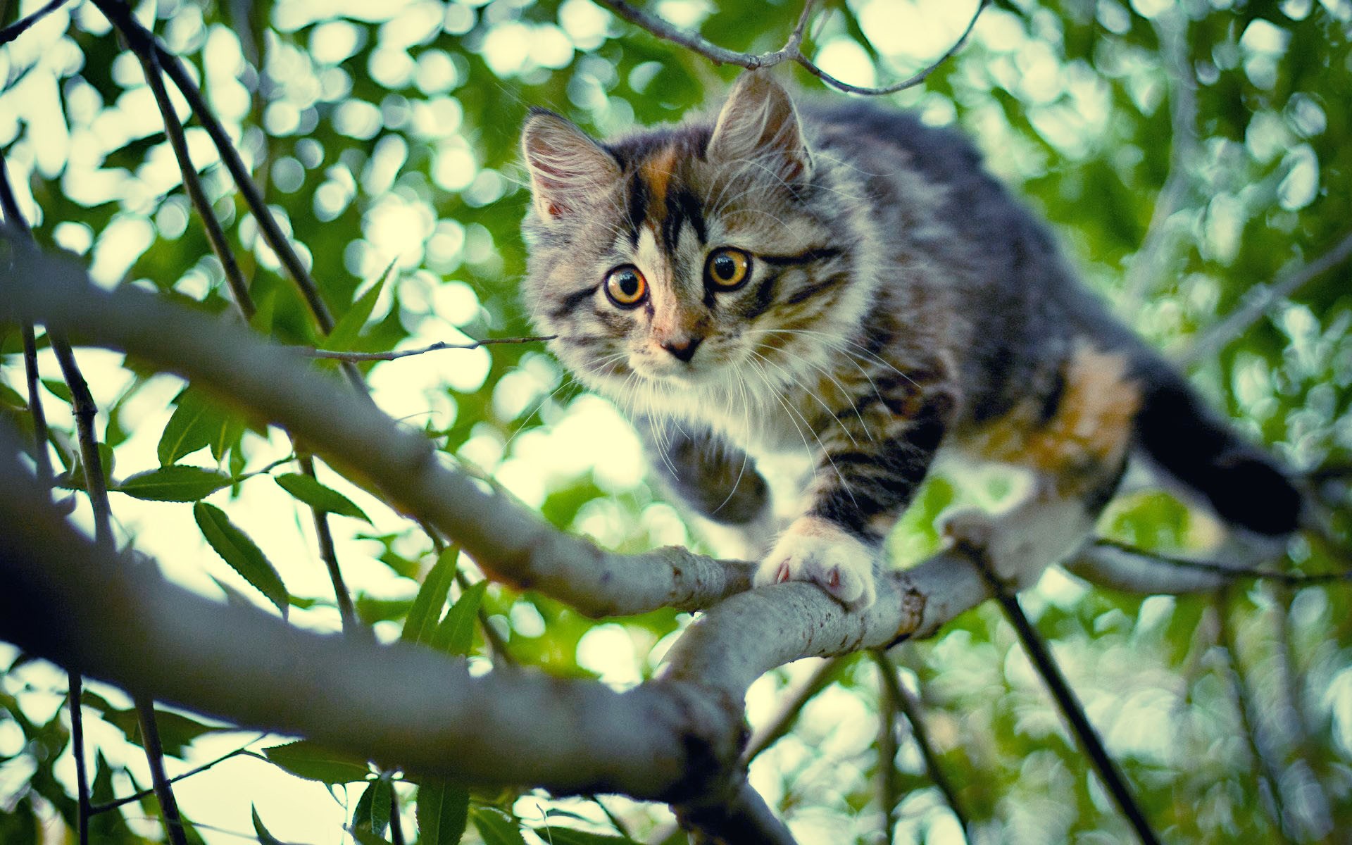 Wallpapers kitten branch tree on the desktop