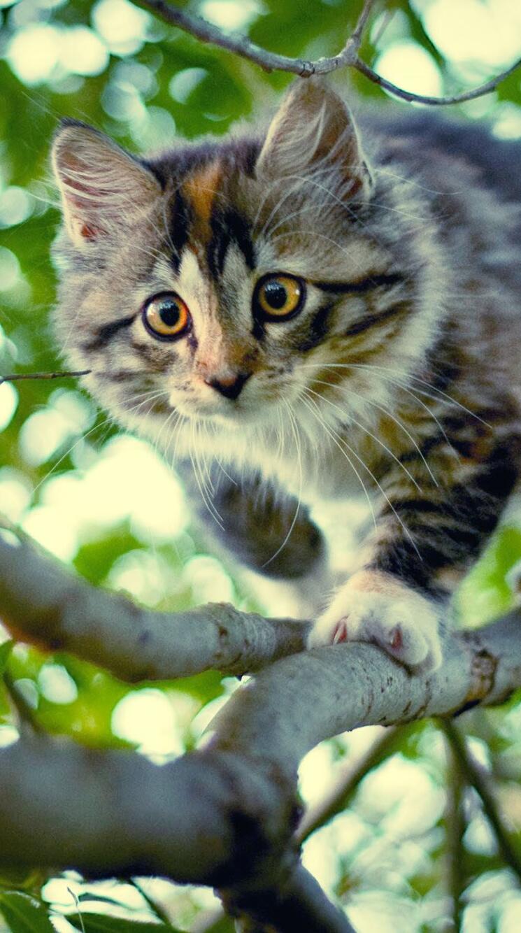 Котик вертикальное фото Котик вертикальное фото