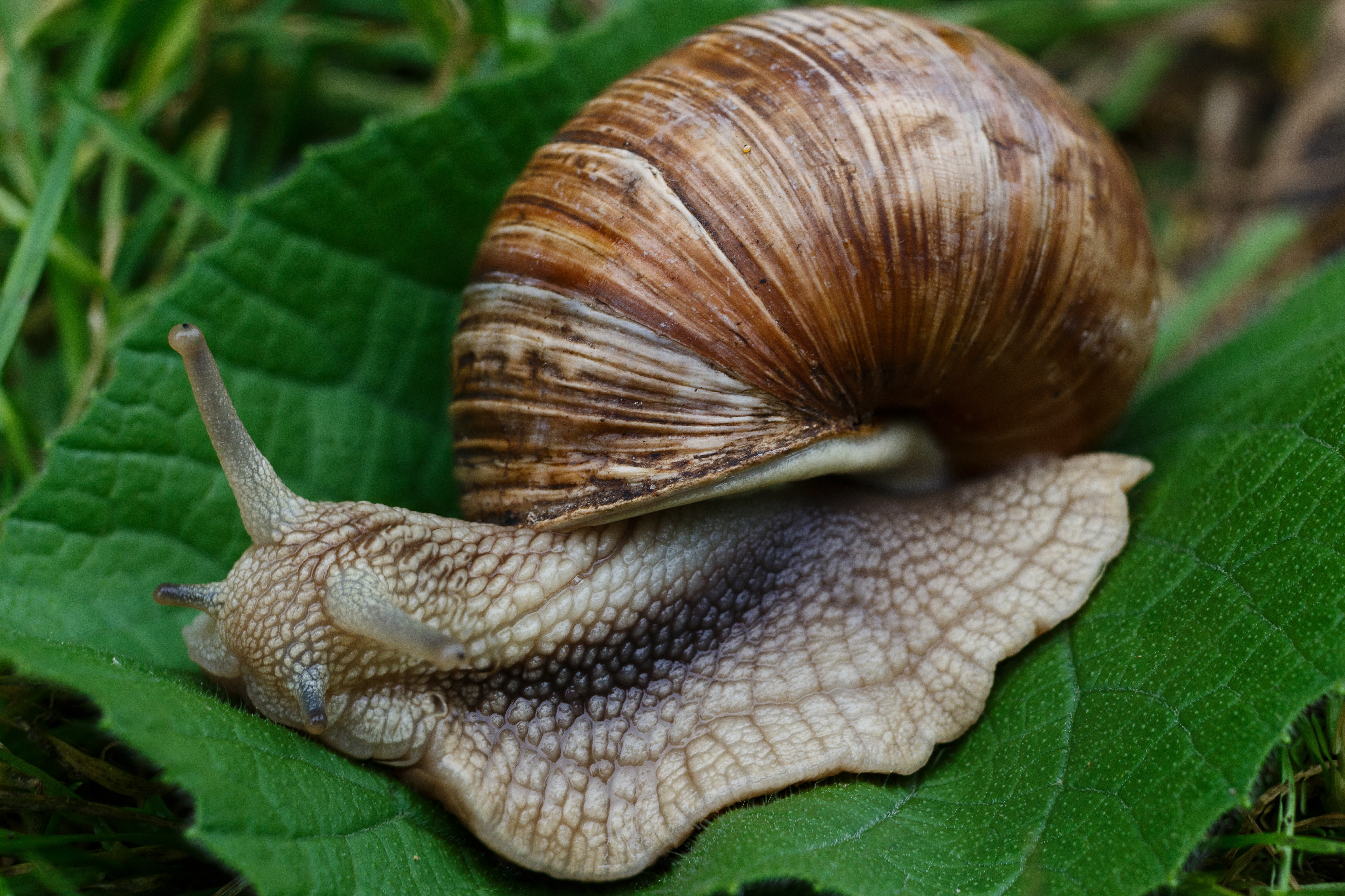 Wallpapers invertebrate fauna escargot on the desktop