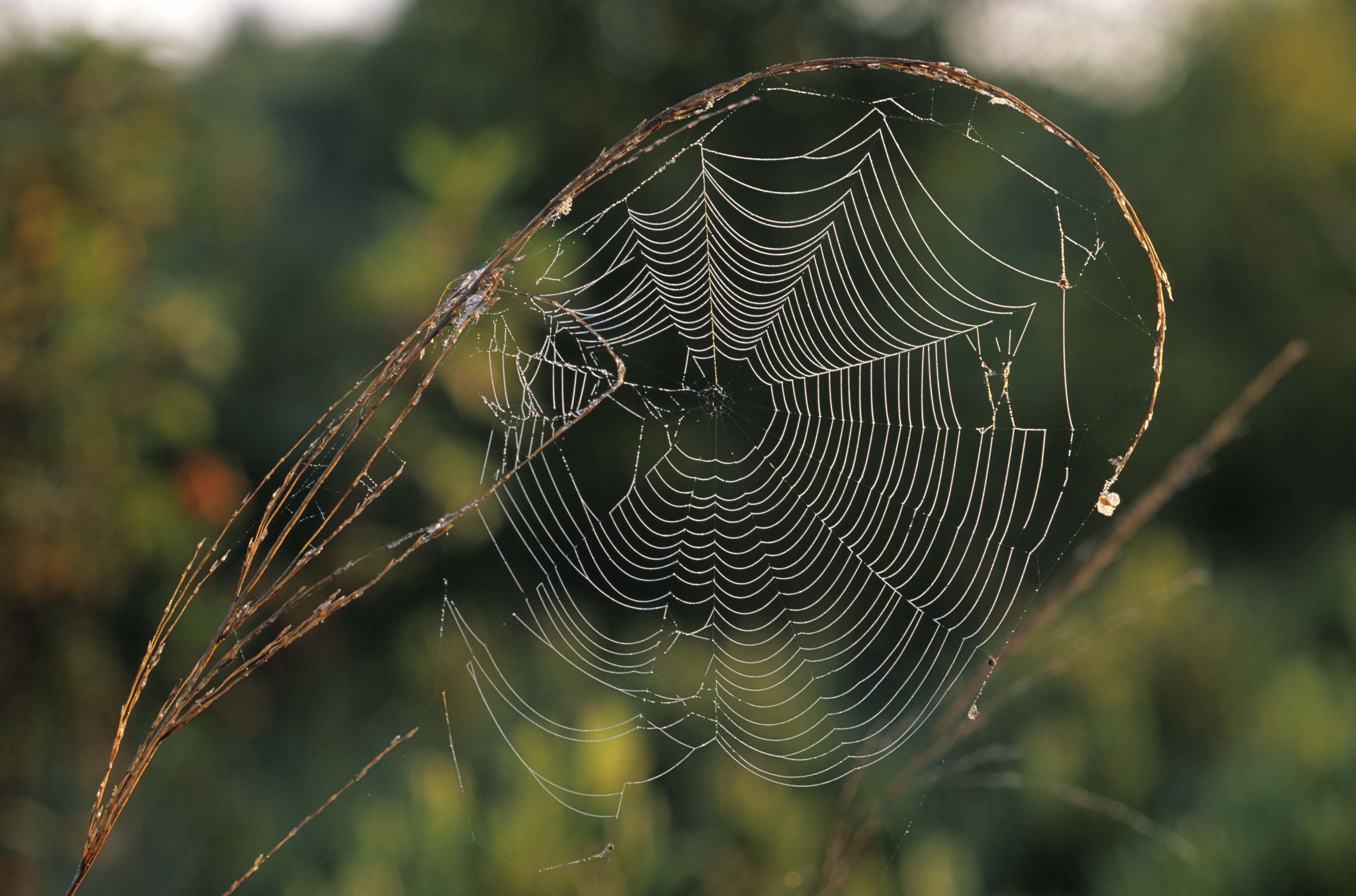 Wallpapers spider web branch macro on the desktop