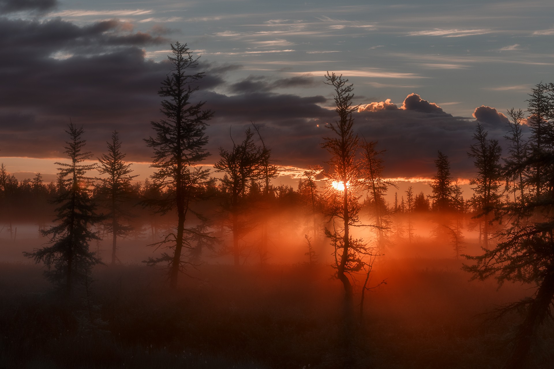 Wallpapers evening tree landscape on the desktop