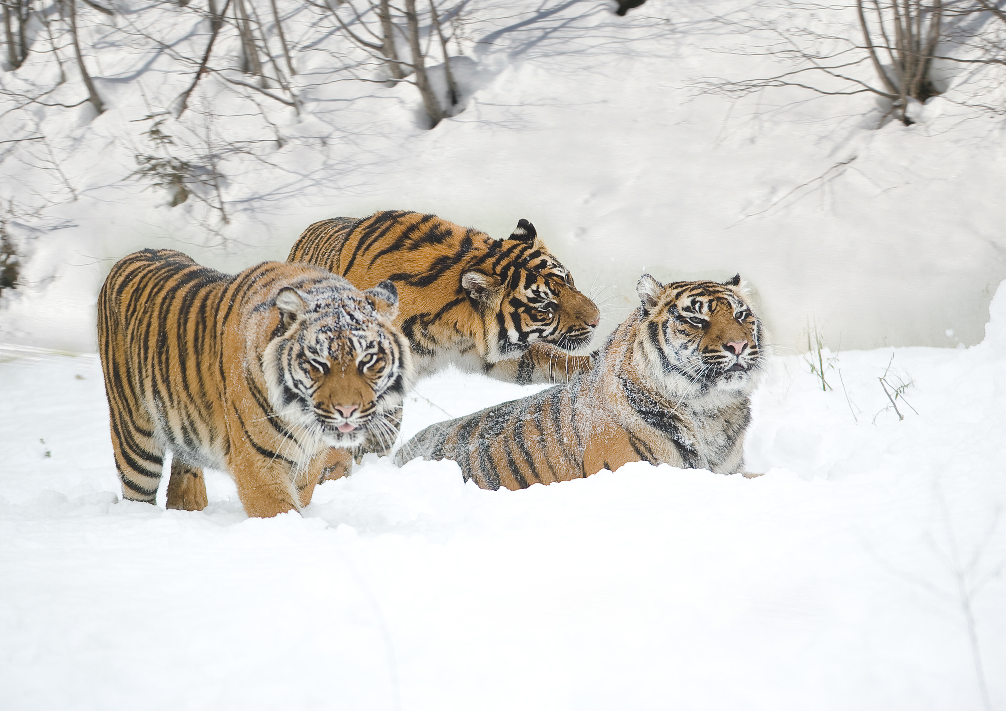 三只老虎在雪地里玩耍
