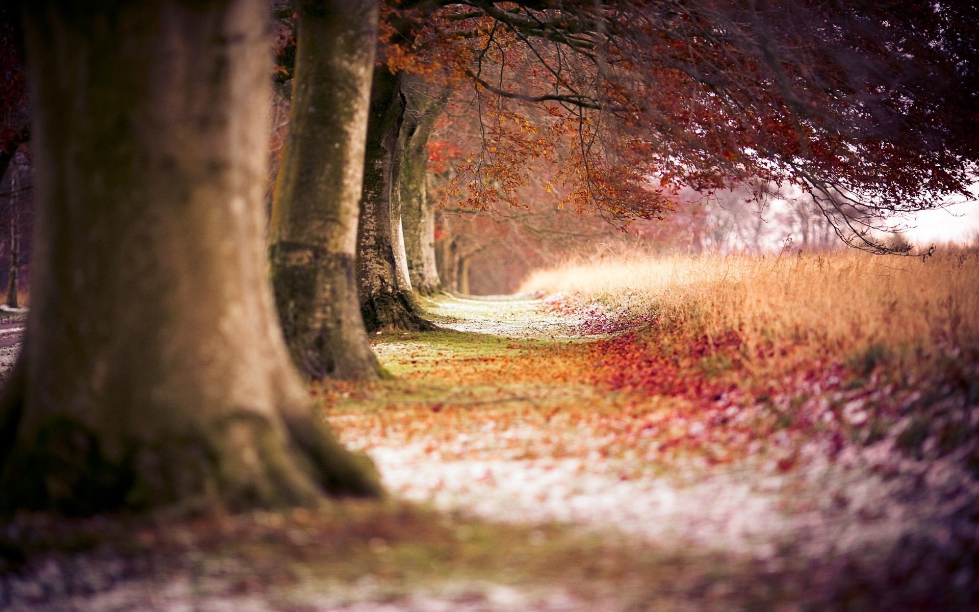 Free photo Wallpaper on the table, tree, autumn