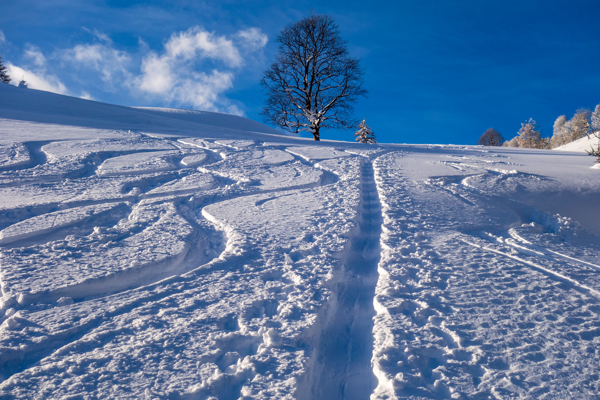 Free photo Goldegg im Pongau - trees