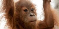 Орангутан в объективе