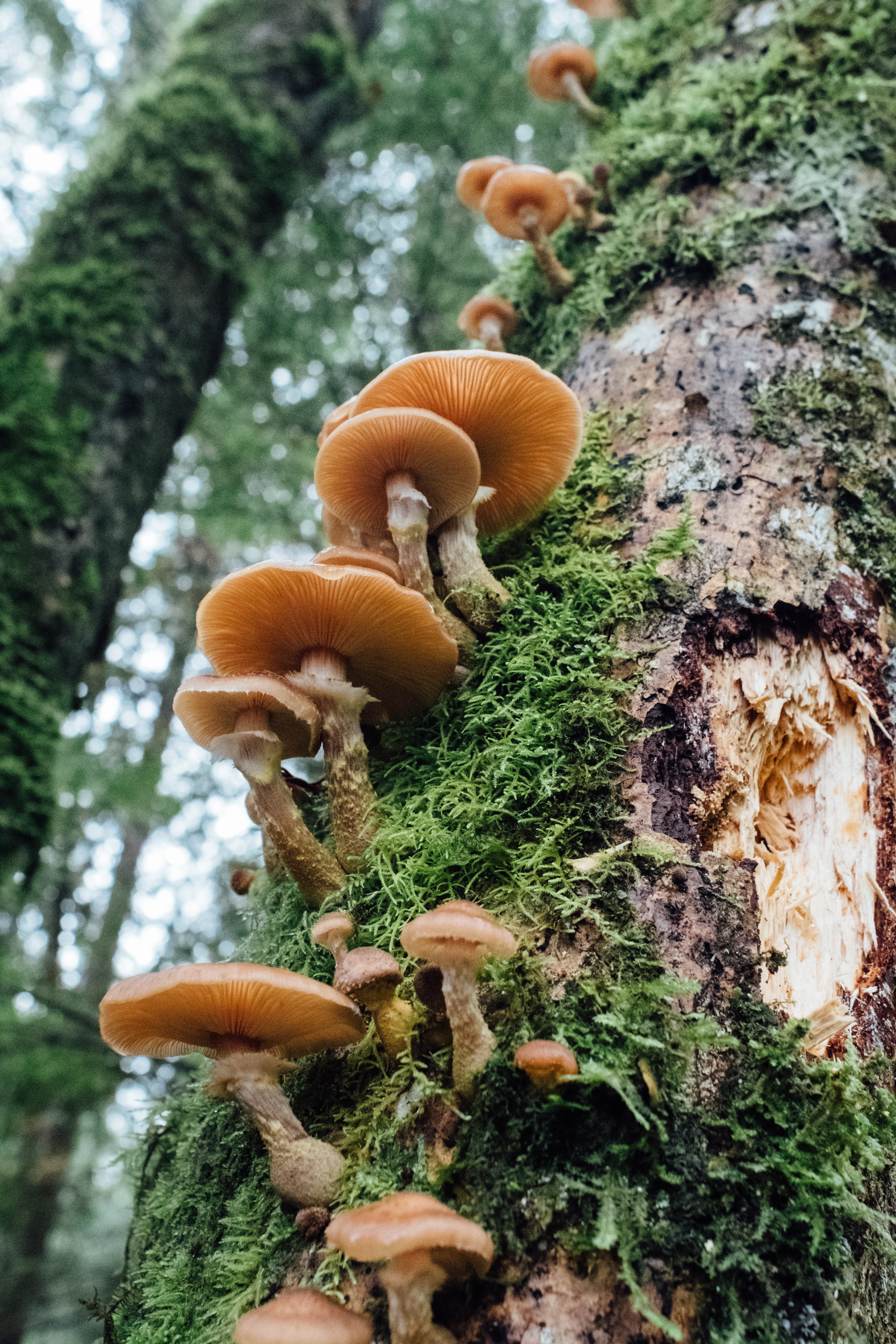 蘑菇长在树皮上