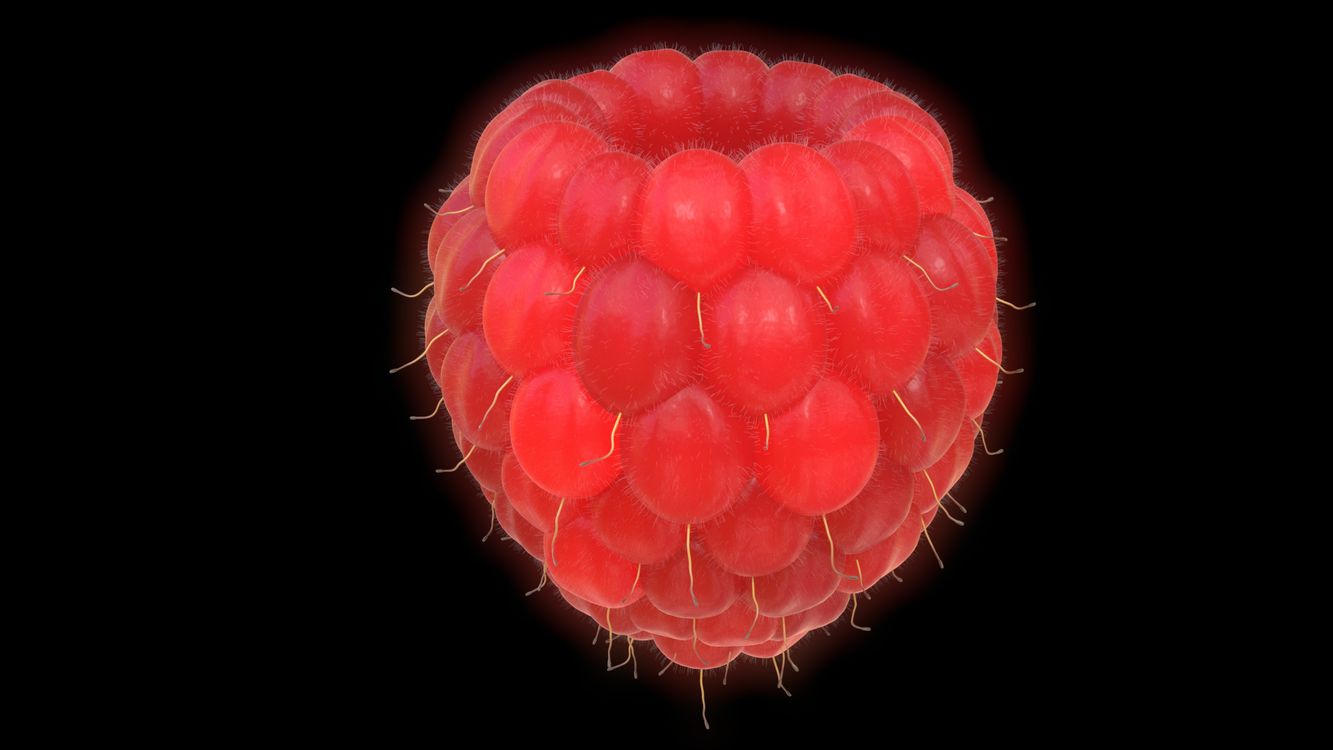 Wallpapers raspberry fruits flower on the desktop