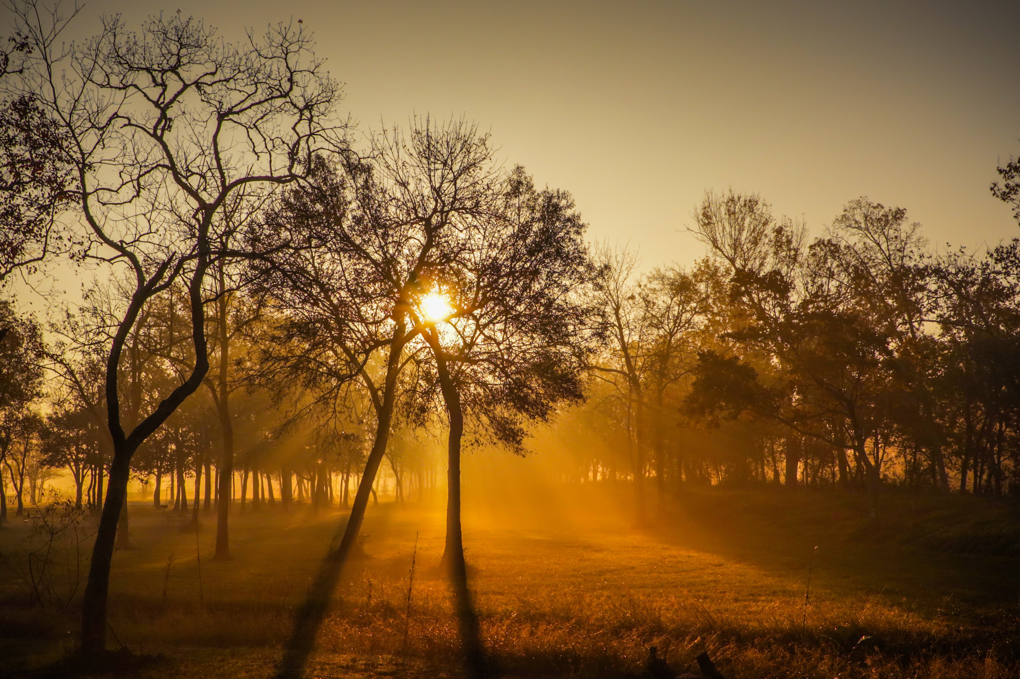 Free photo Sunny evening in the meadow