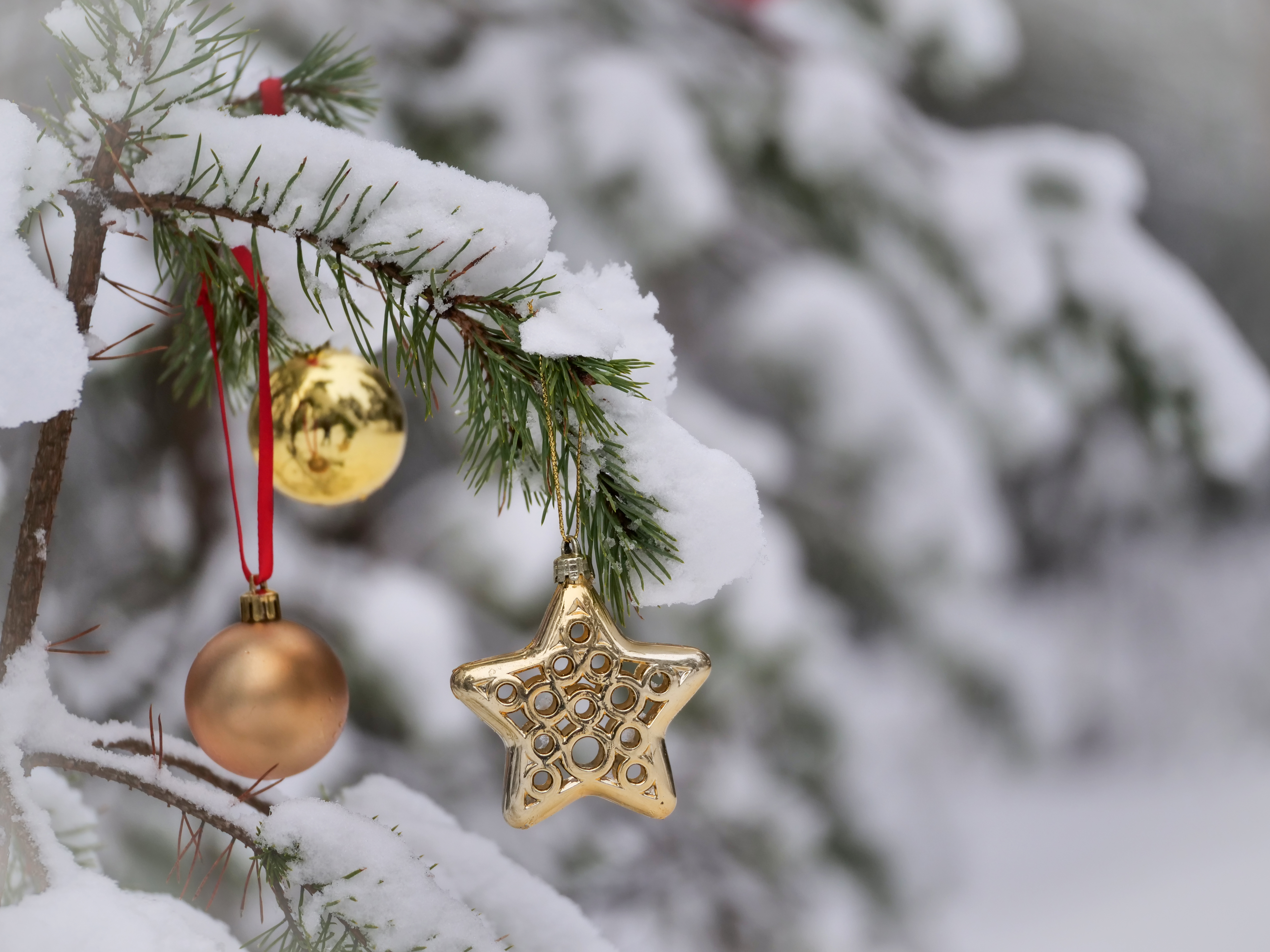 Free photo Toys on the branches of Christmas trees