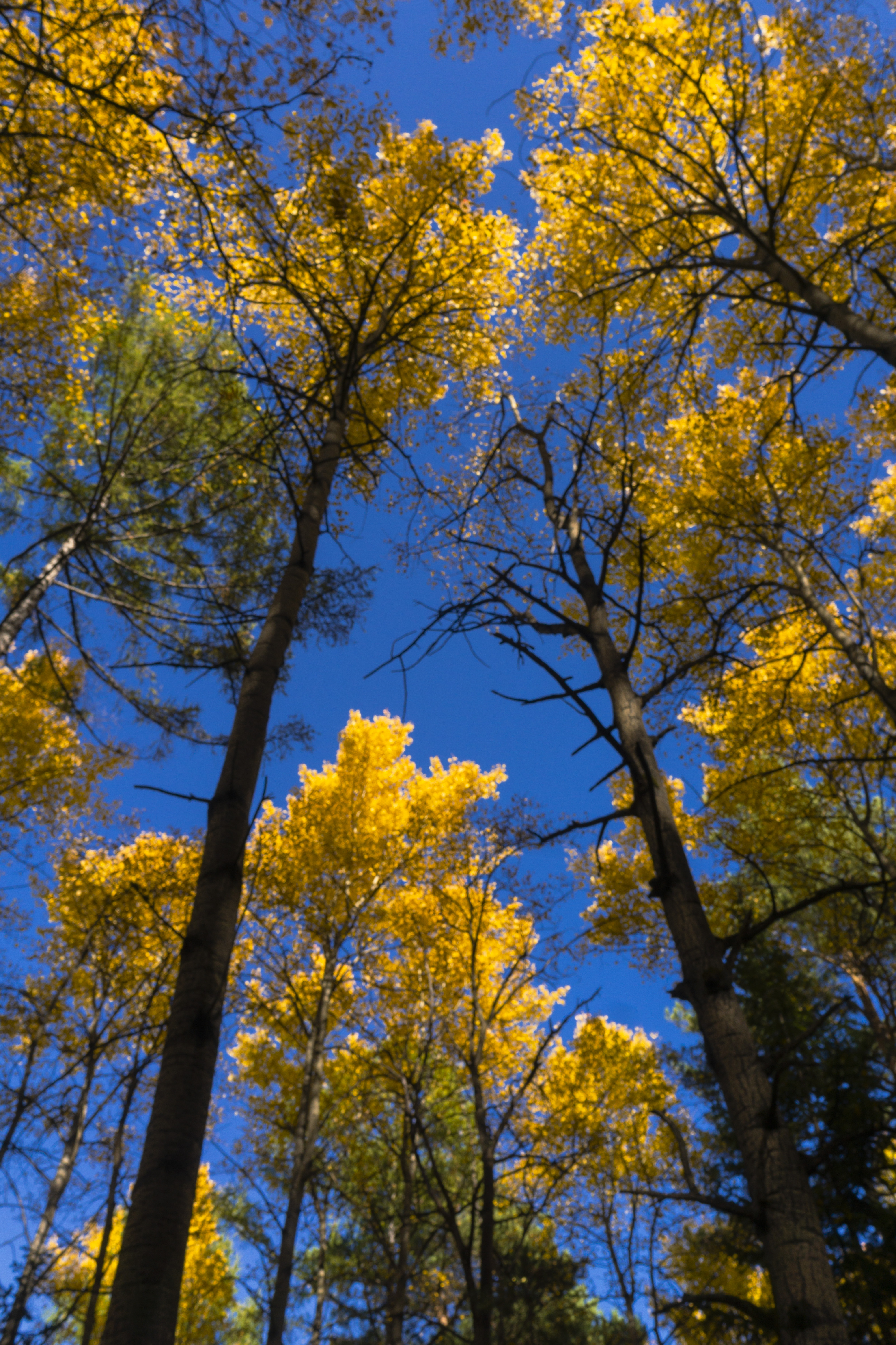 Красви осени в парке