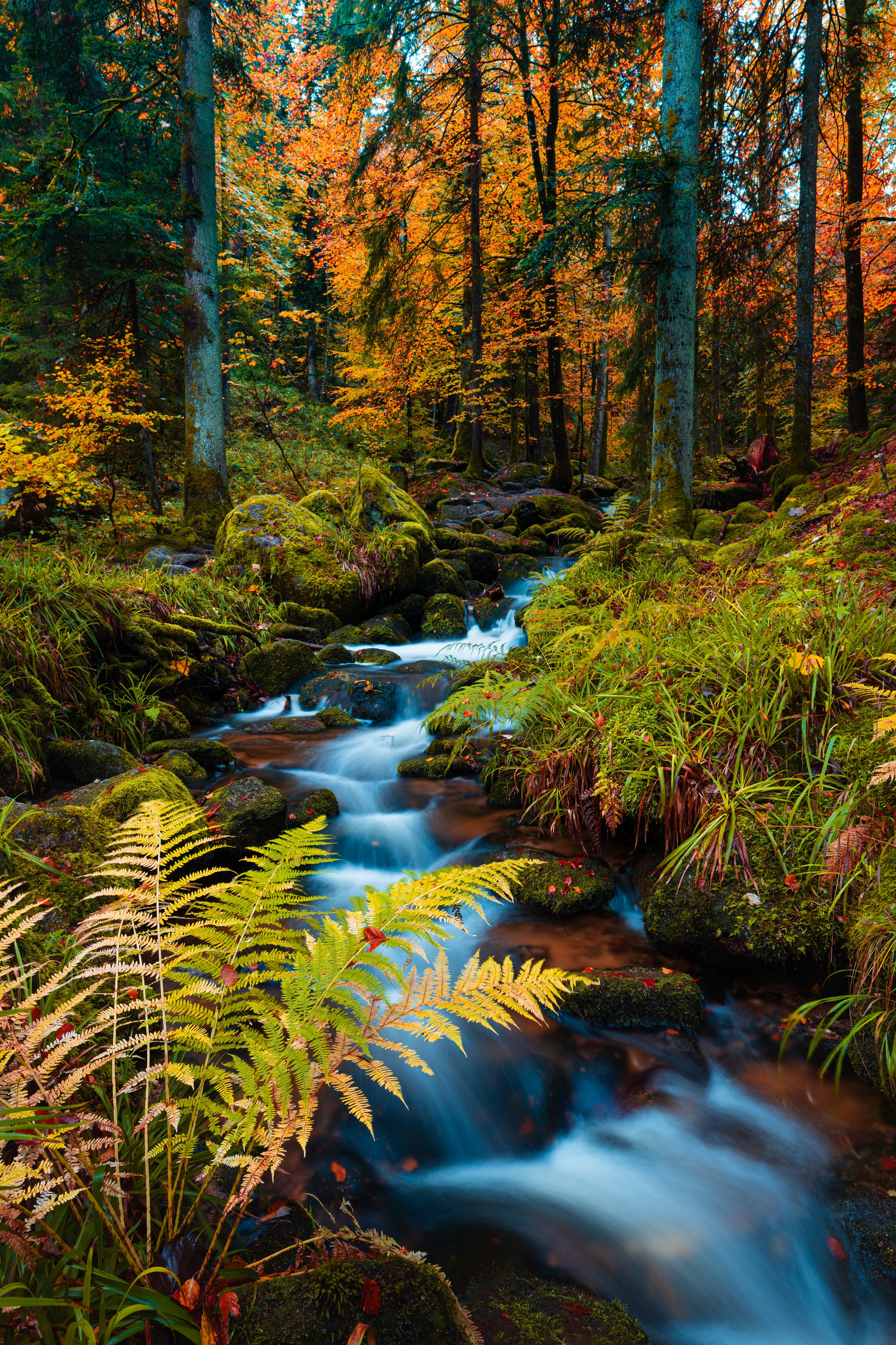 Free photo The stream bubbles in an autumn forest