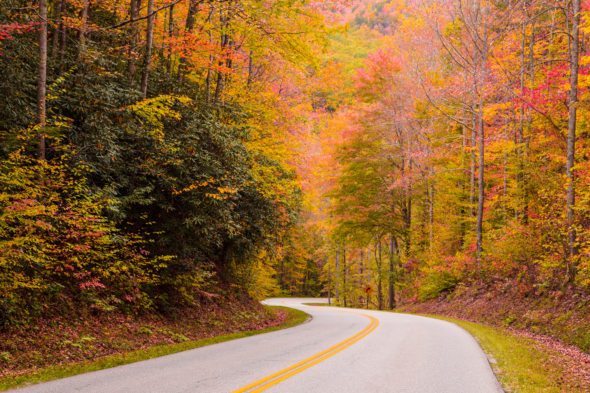 Wallpapers road through the forest forest path autumn forest on the desktop