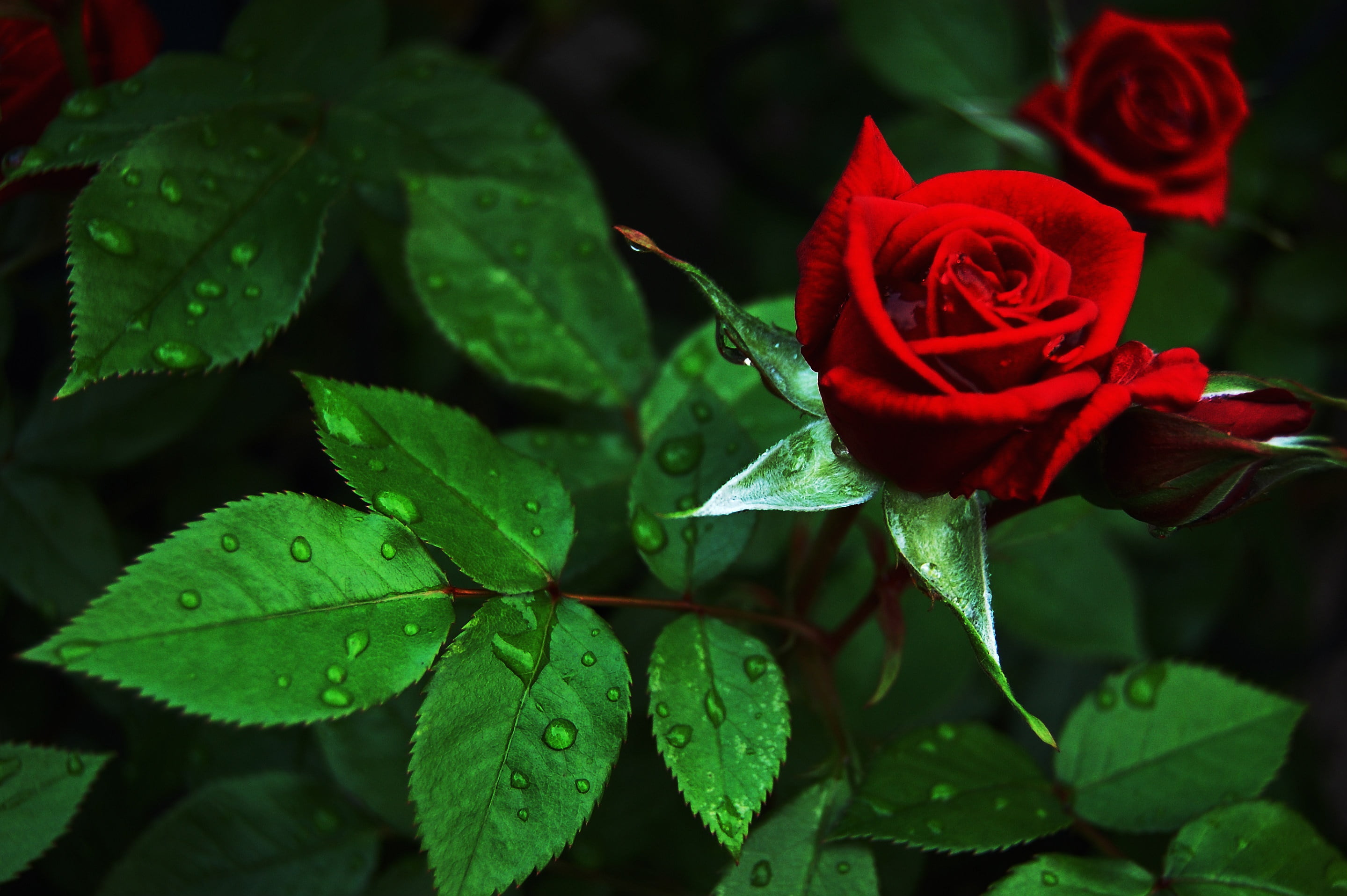 Free photo Beautiful roses of the world