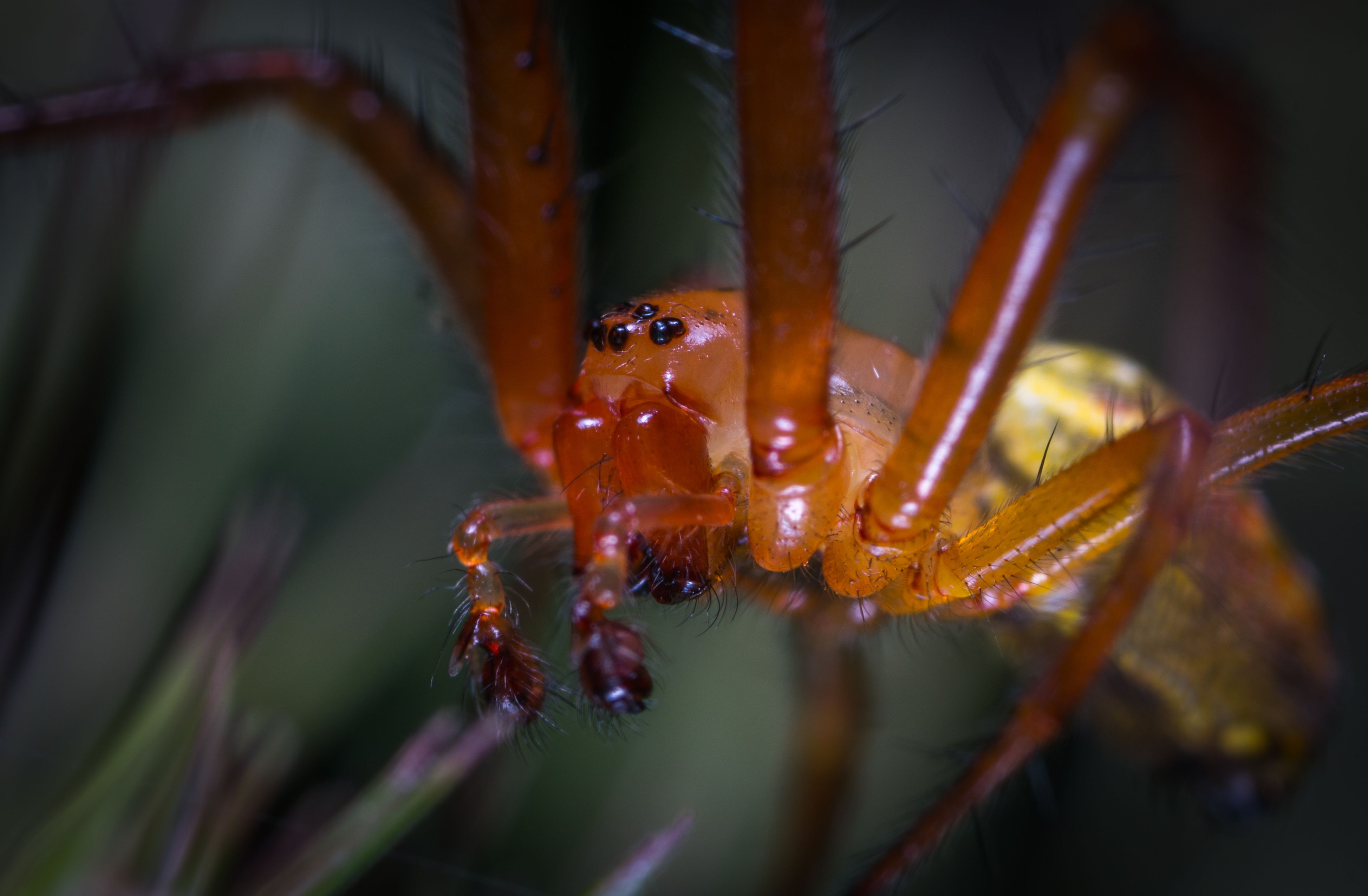 Обои паук арахнид насекомое на рабочий стол