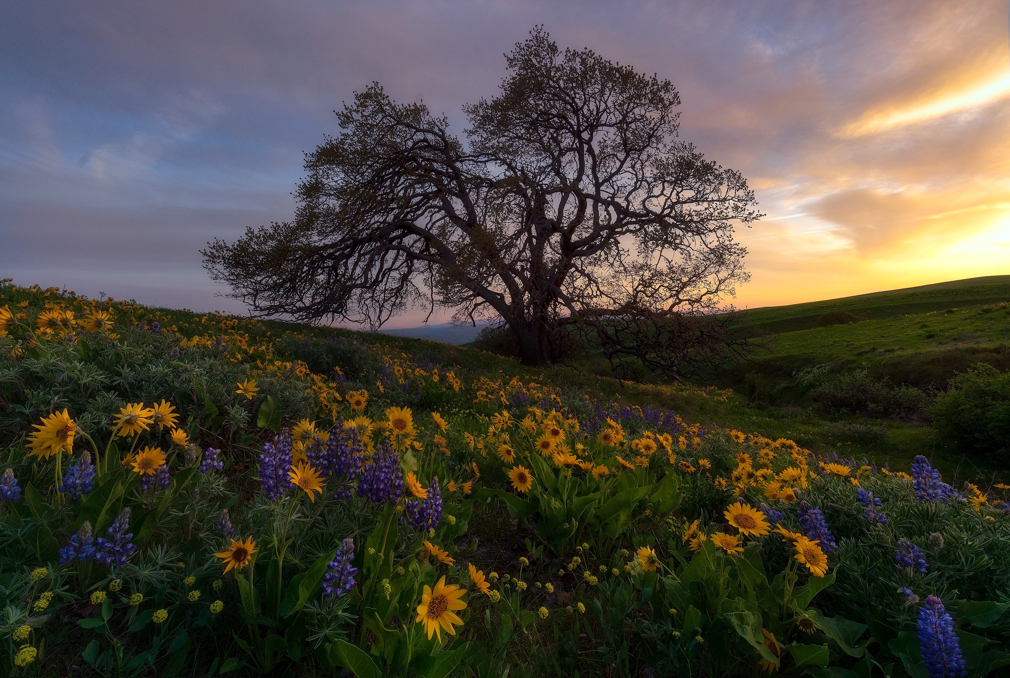 Free photo A tree among flowers lupine