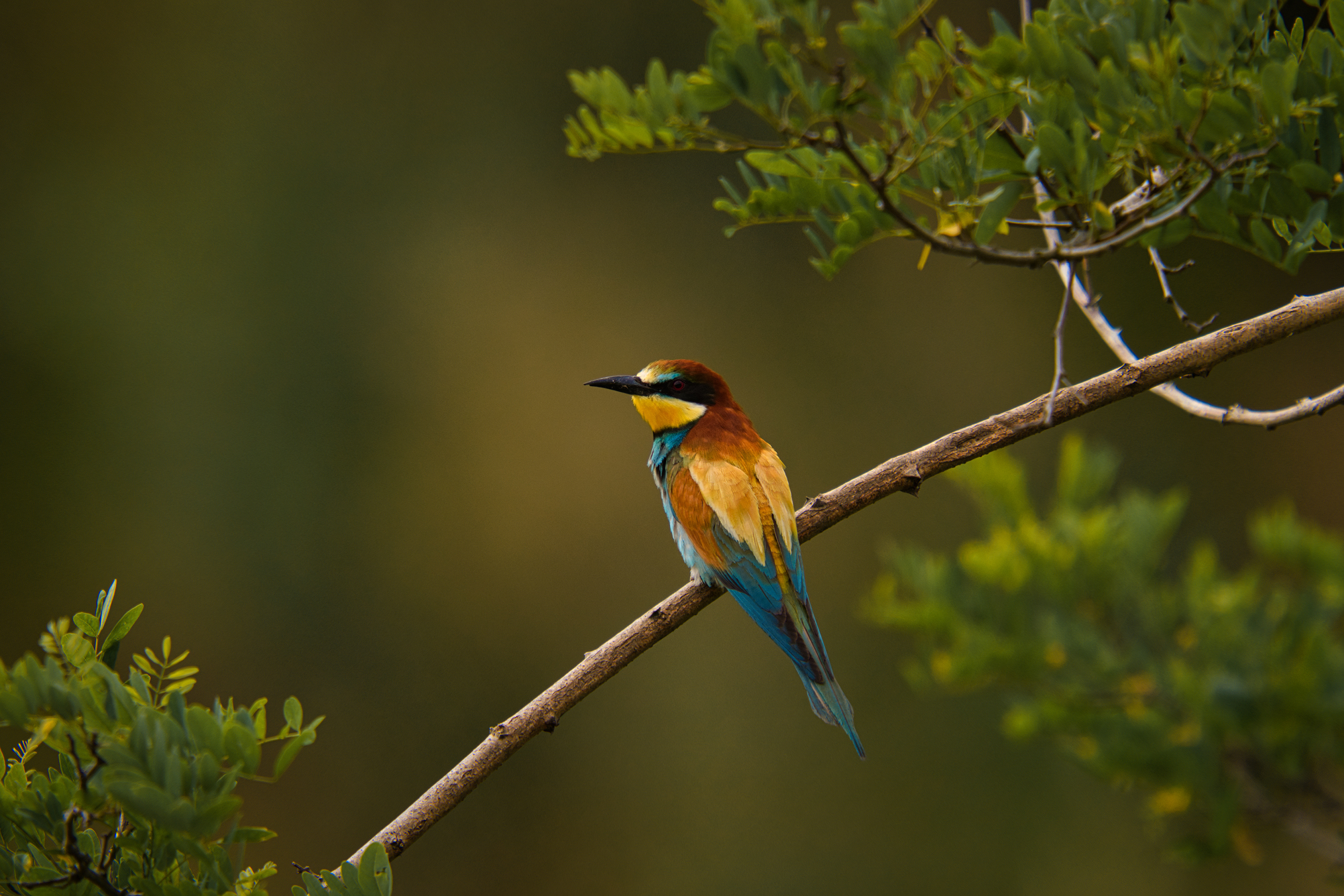 Free photo A golden-cheeked beetle sits on a twig