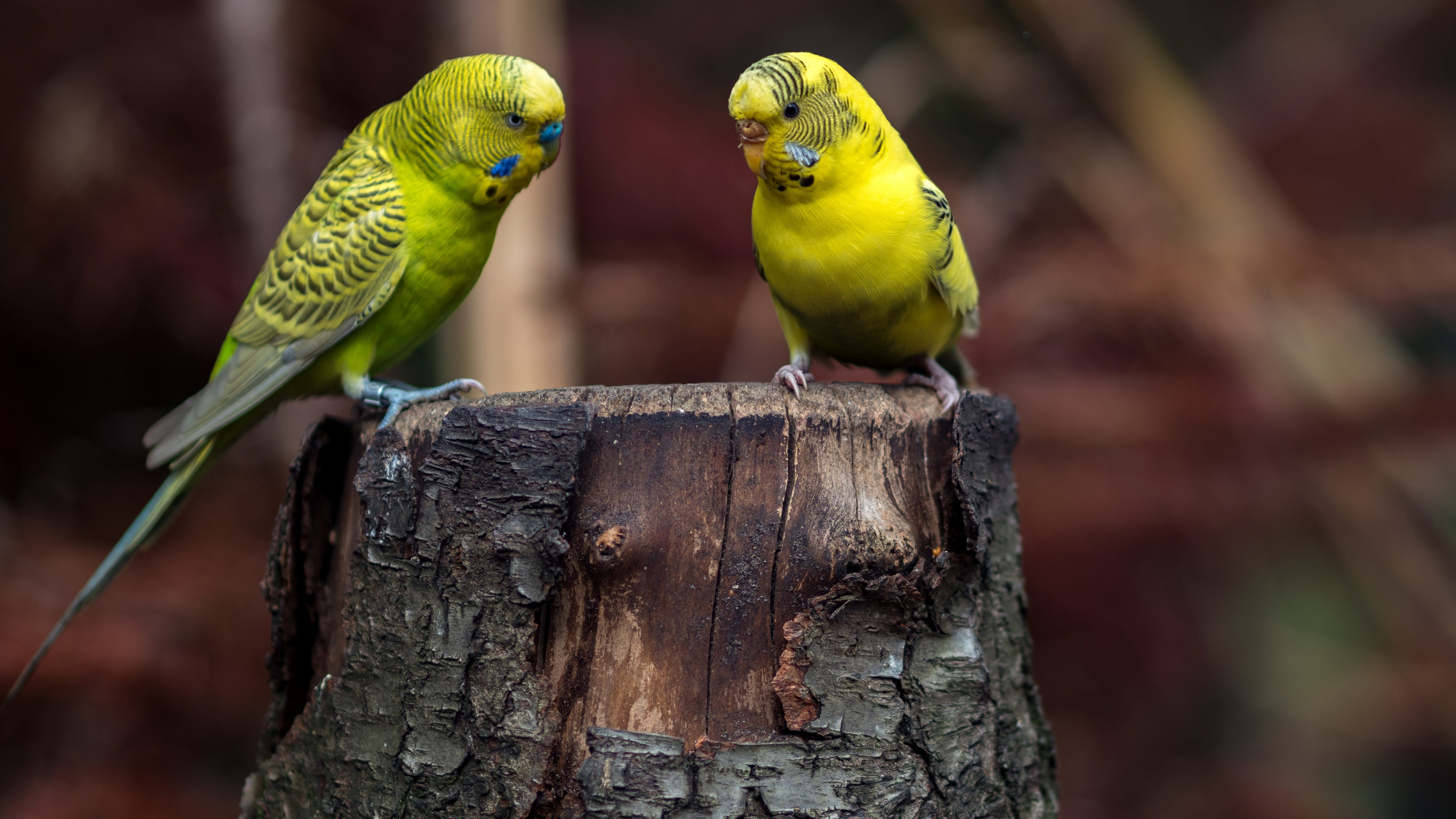 两只黄绿相间的鹦鹉坐在树桩上
