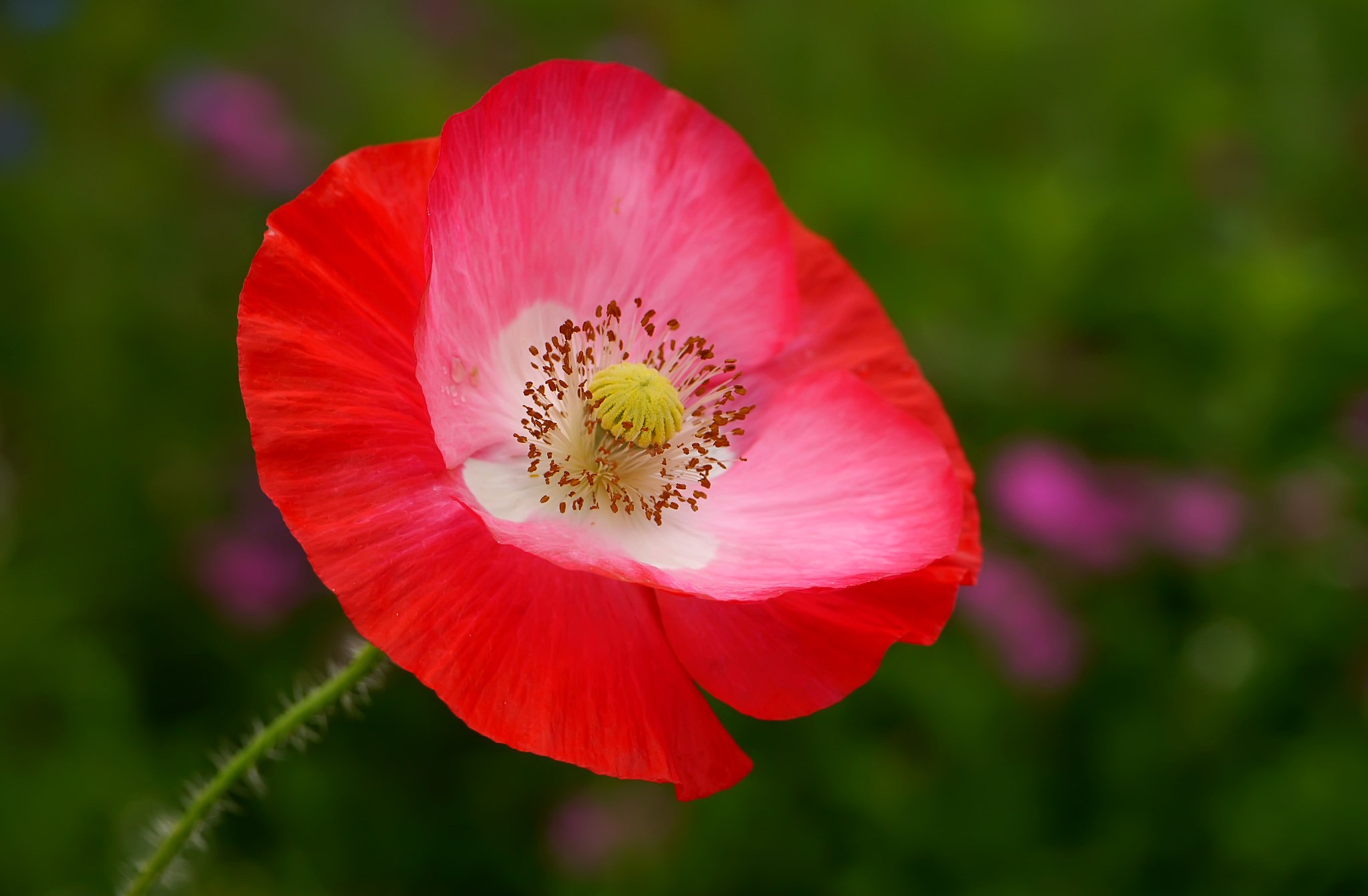 Wallpapers flowers macro pollen on the desktop