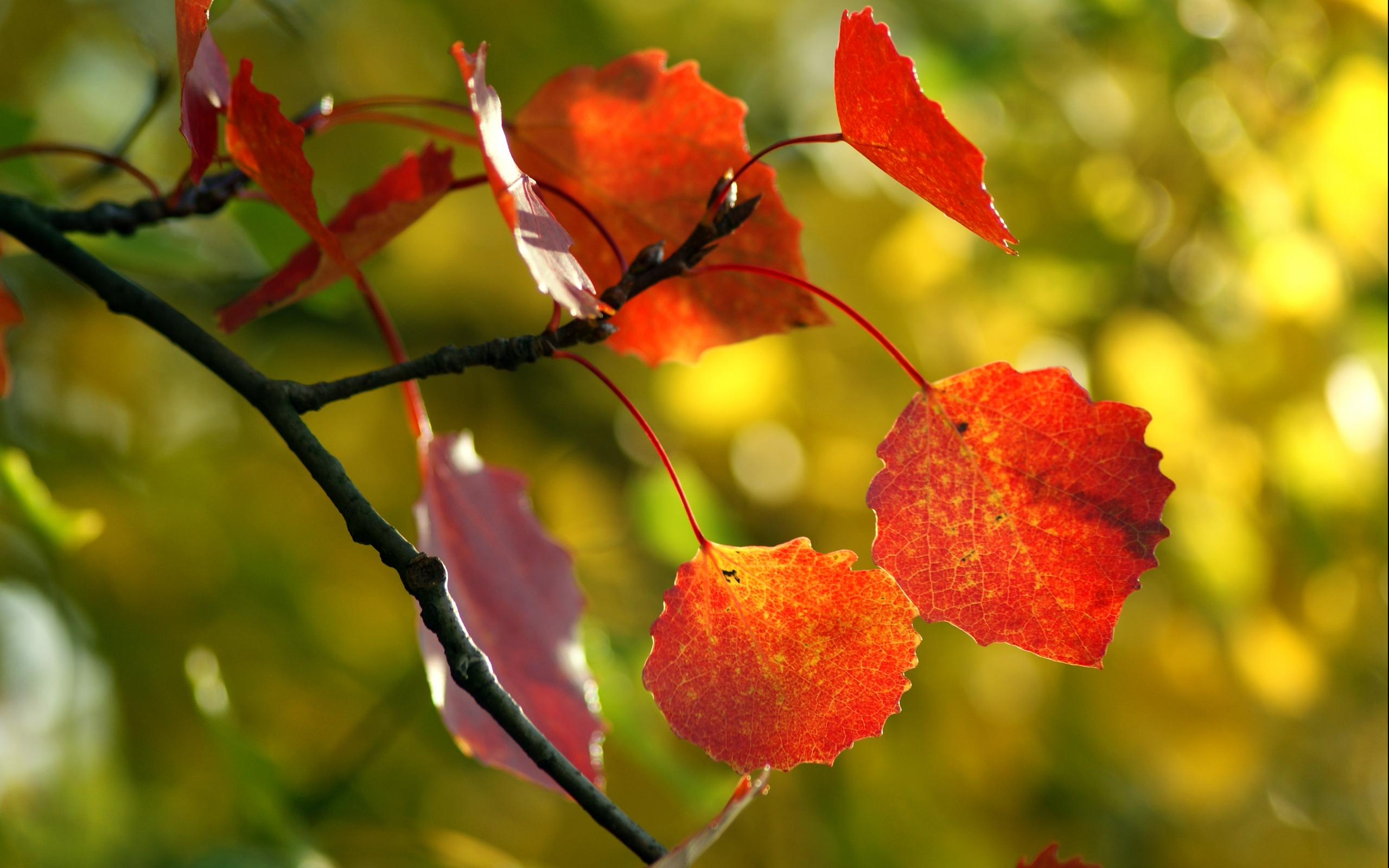 免费照片带秋叶的树枝