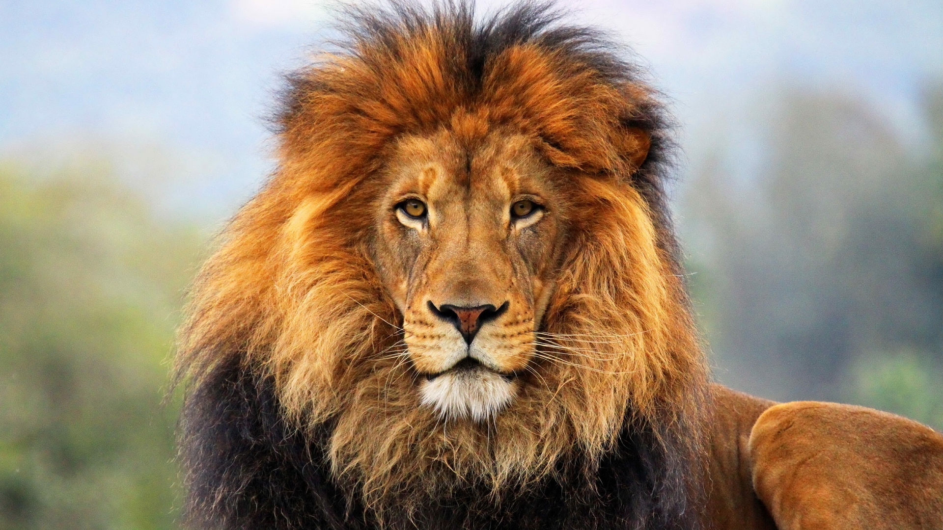 Wallpapers lion sight big cat on the desktop