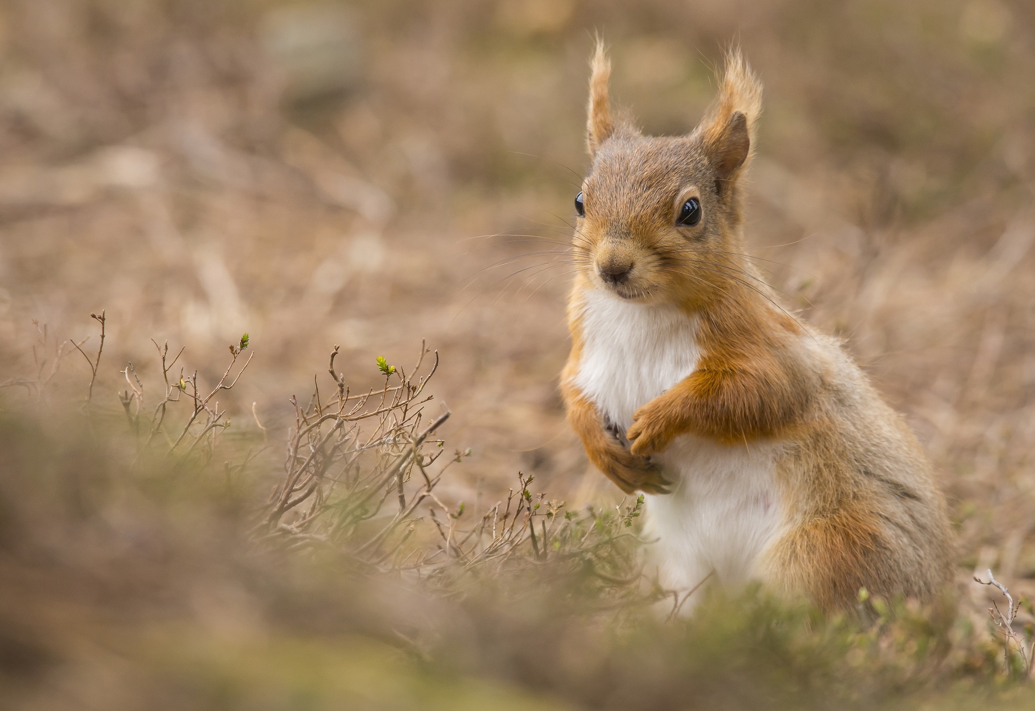 桌面上的壁纸松鼠 财产 啮齿动物