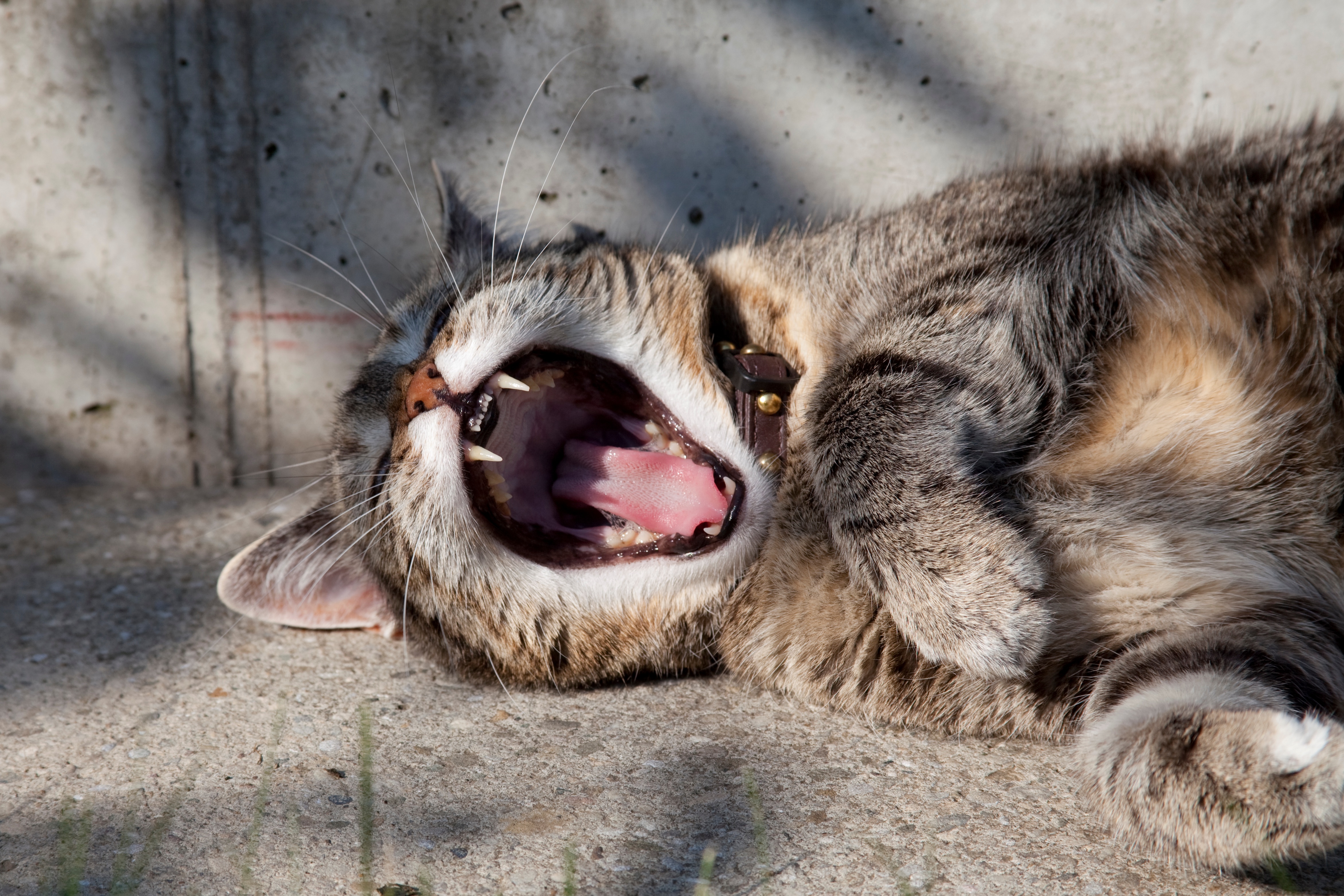 Free photo The cat yawns