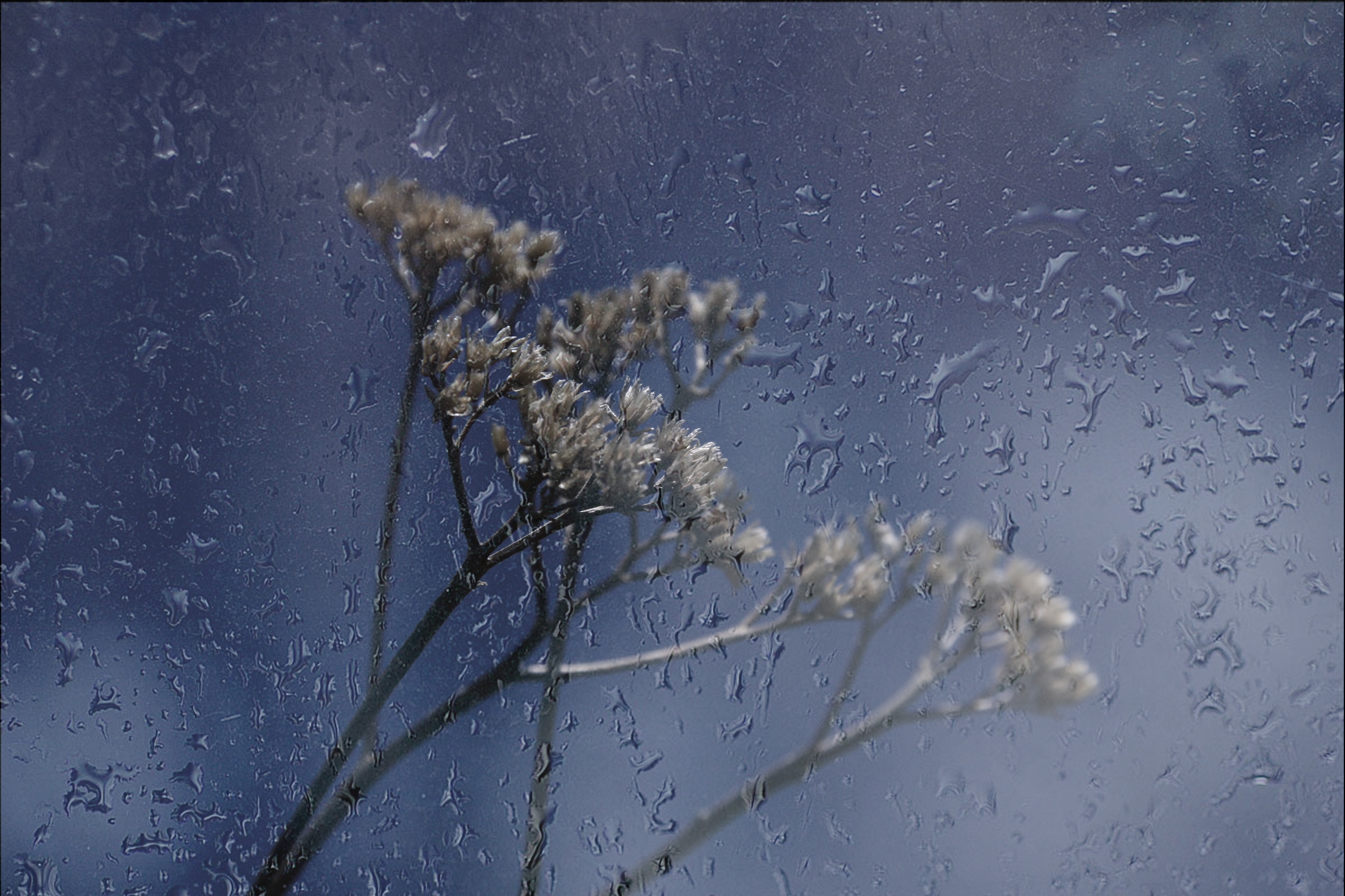 Wallpapers wet glass drops on glass plant behind glass on the desktop