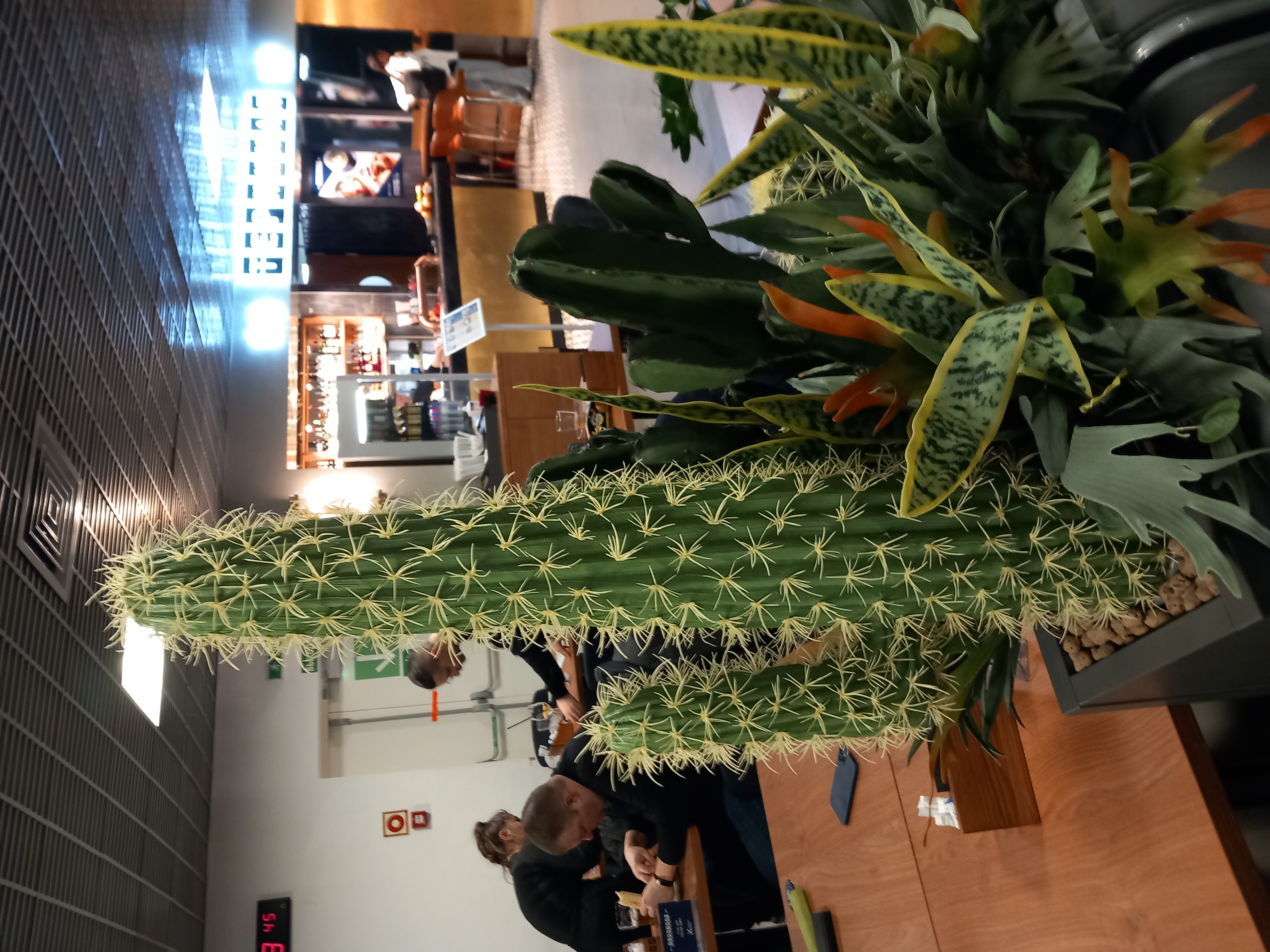 免费照片彼得仙人掌机场