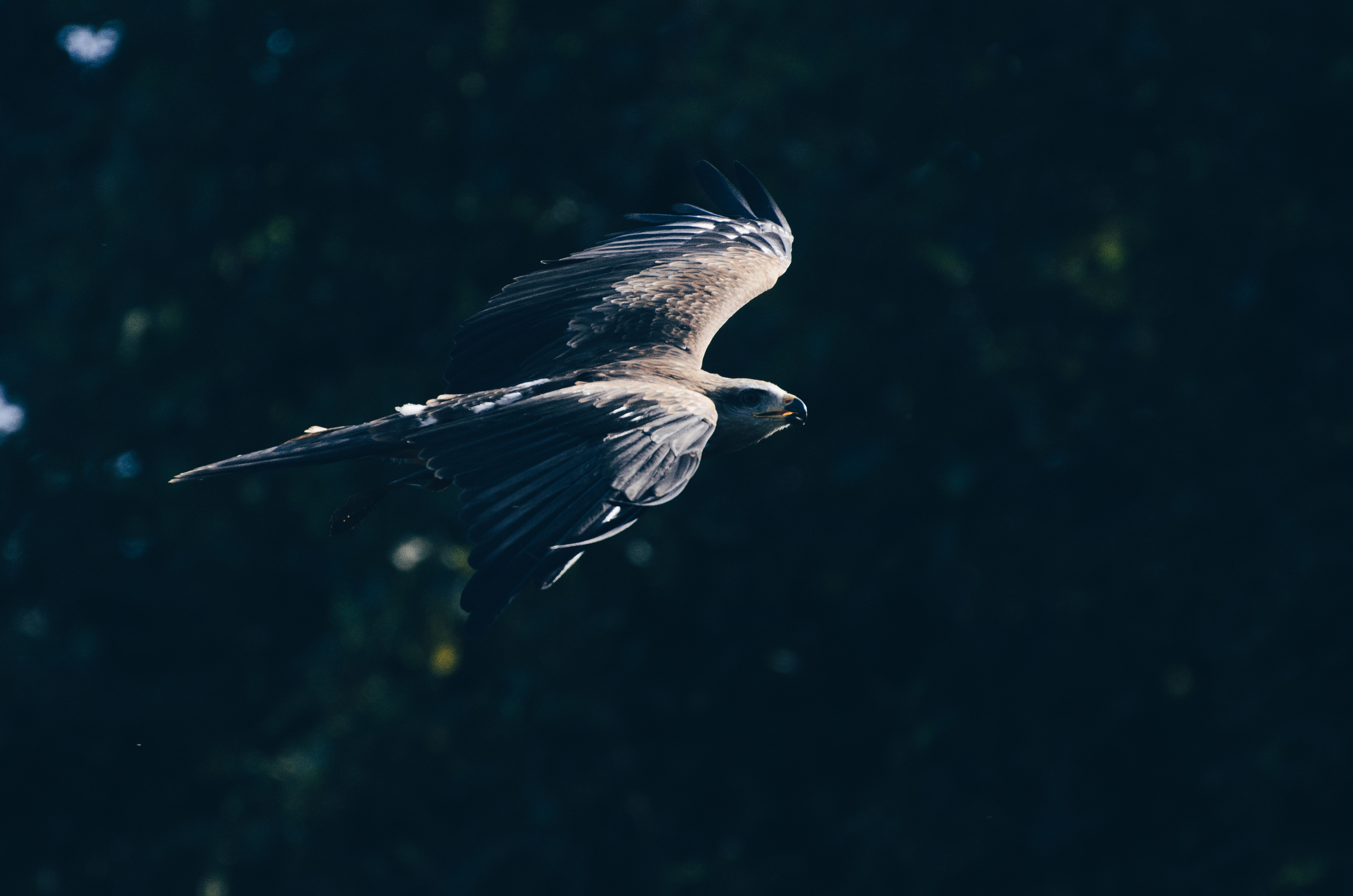 Free photo A hawk soaring through the air