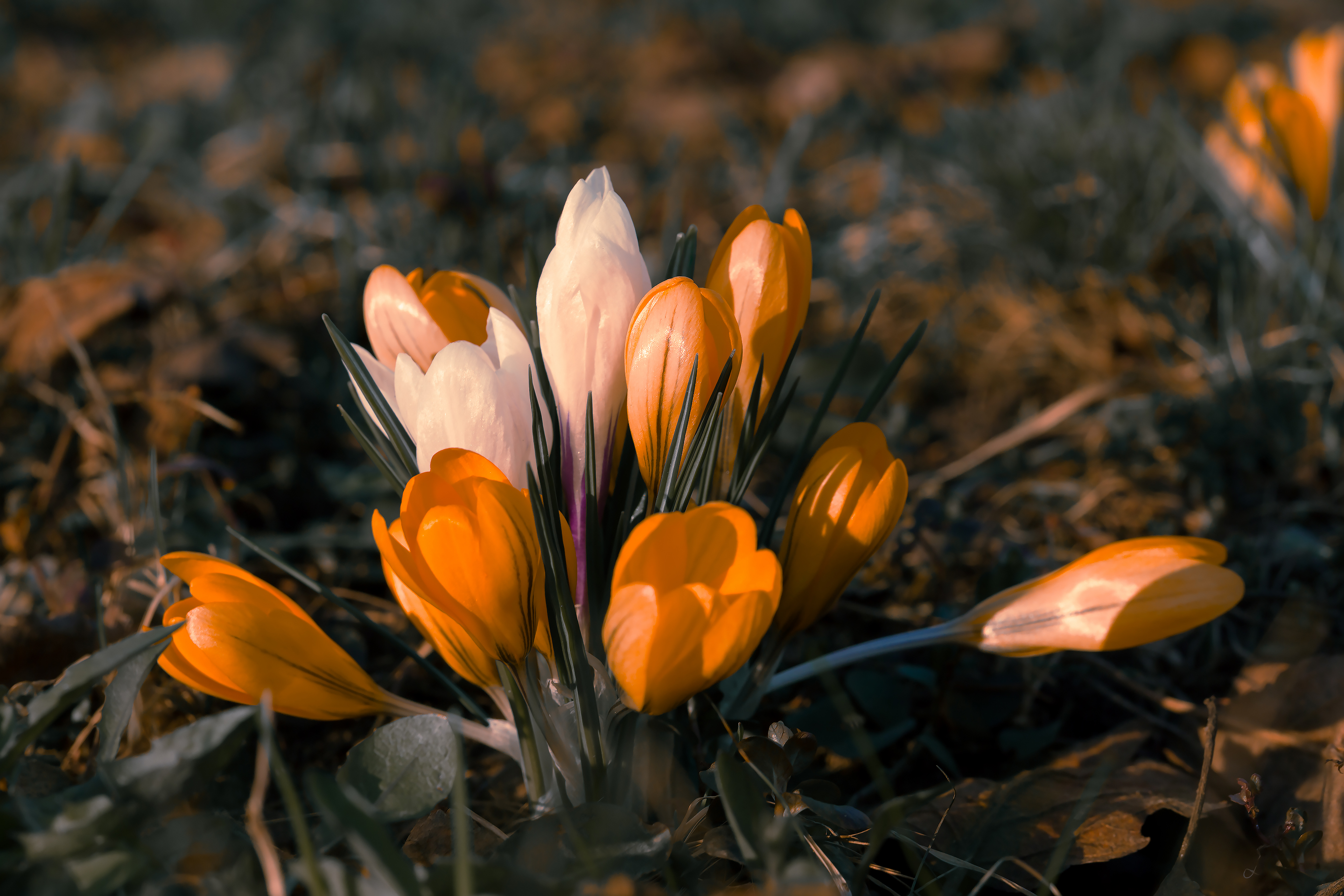 Жёлтые и белые крокусы