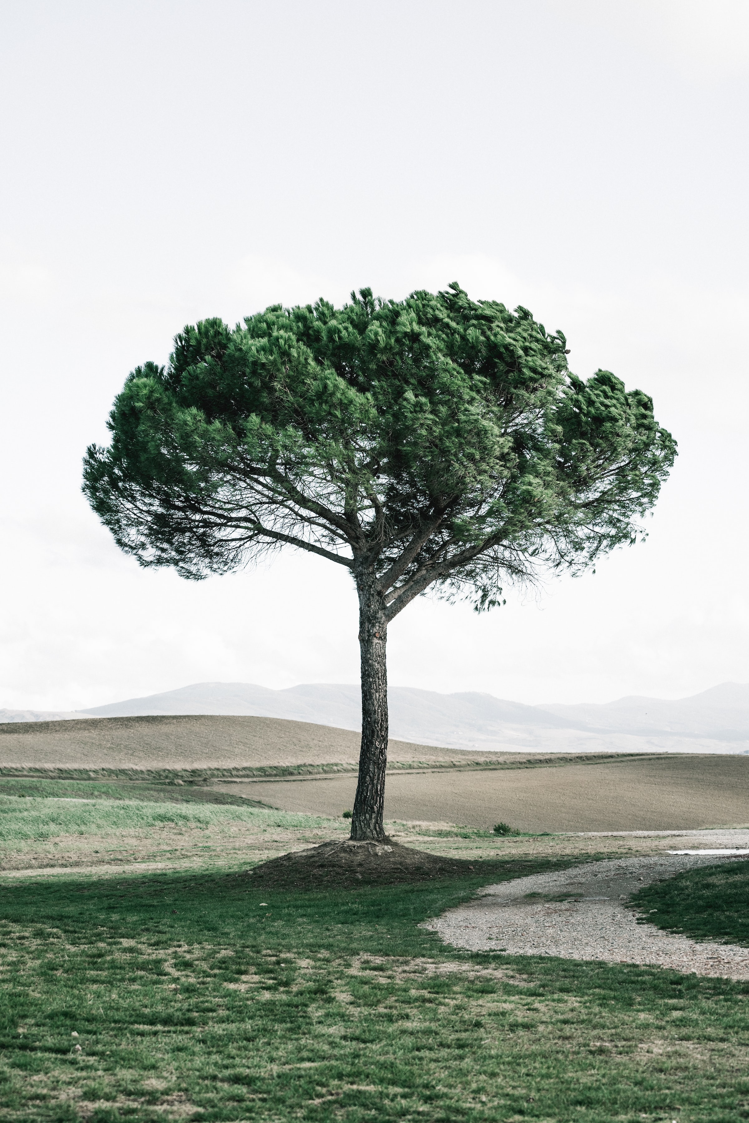 Free photo A lonely tree with a green crown