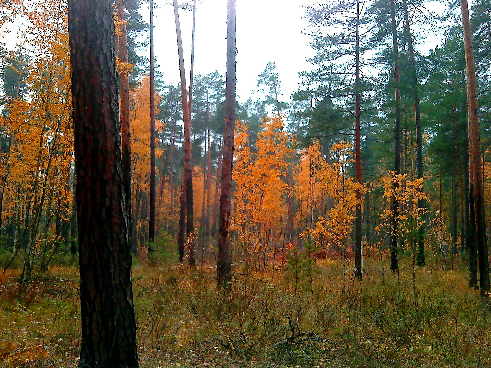 Free photo Autumn mood