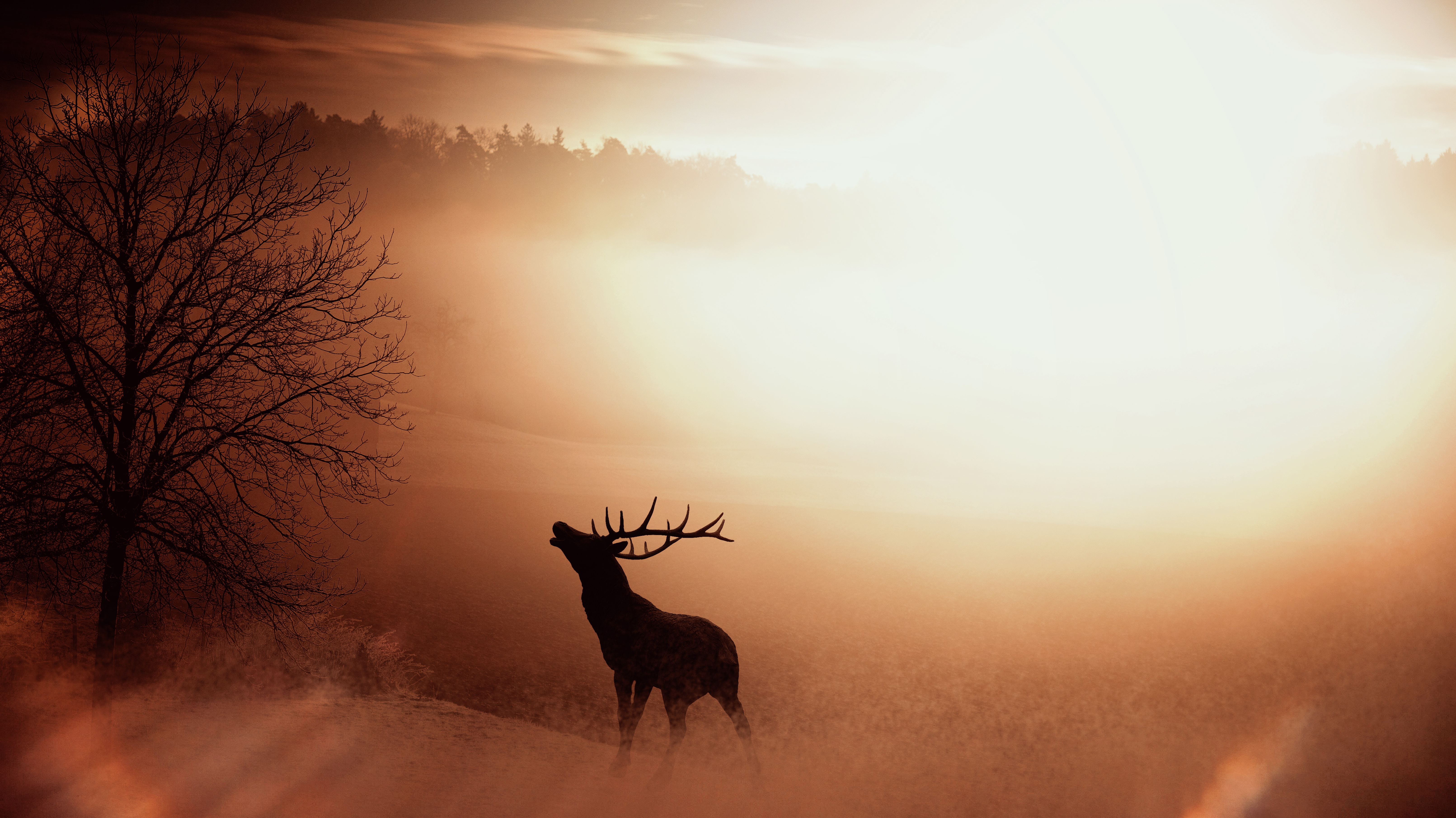 免费照片雾蒙蒙的清晨，一只角鹿的身影。
